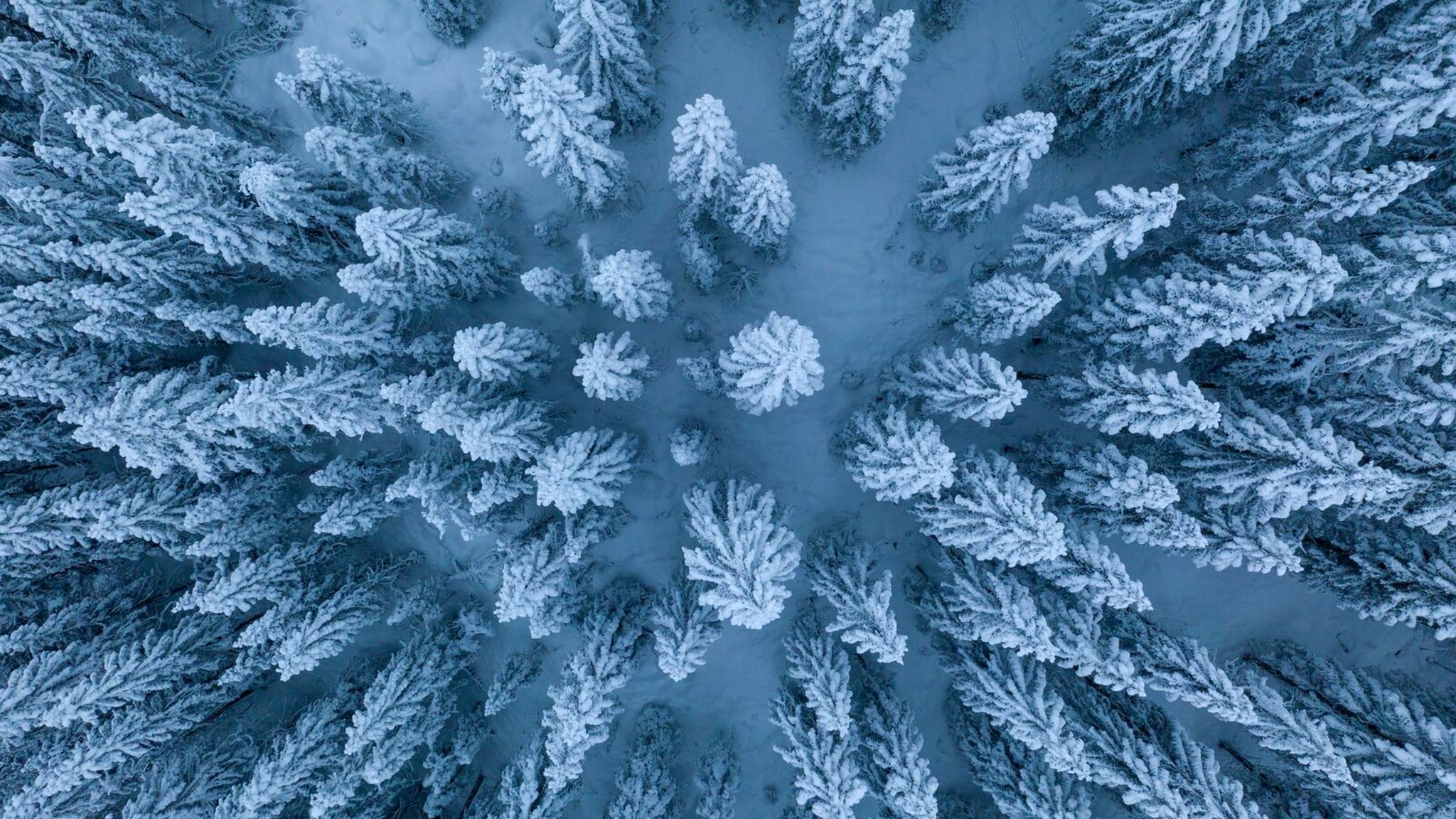 Tree tops covered in snow in Romeriksåsene Lunner, Eastern Norway