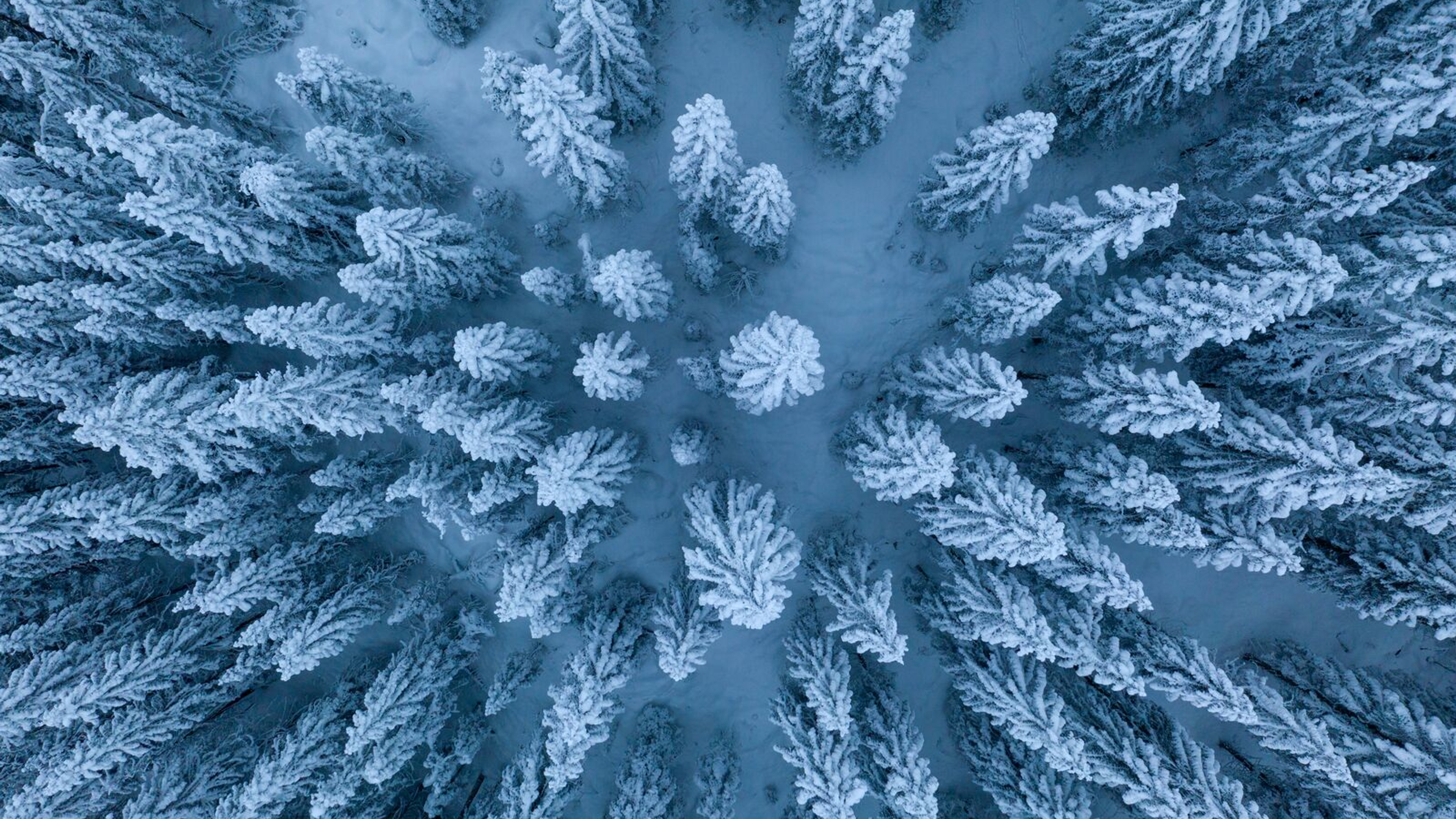 Tree tops covered in snow in Romeriksåsene Lunner, Eastern Norway