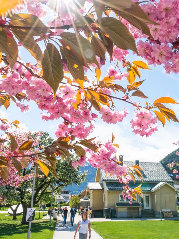 Spring in Sogndal in Vestland County, Norway