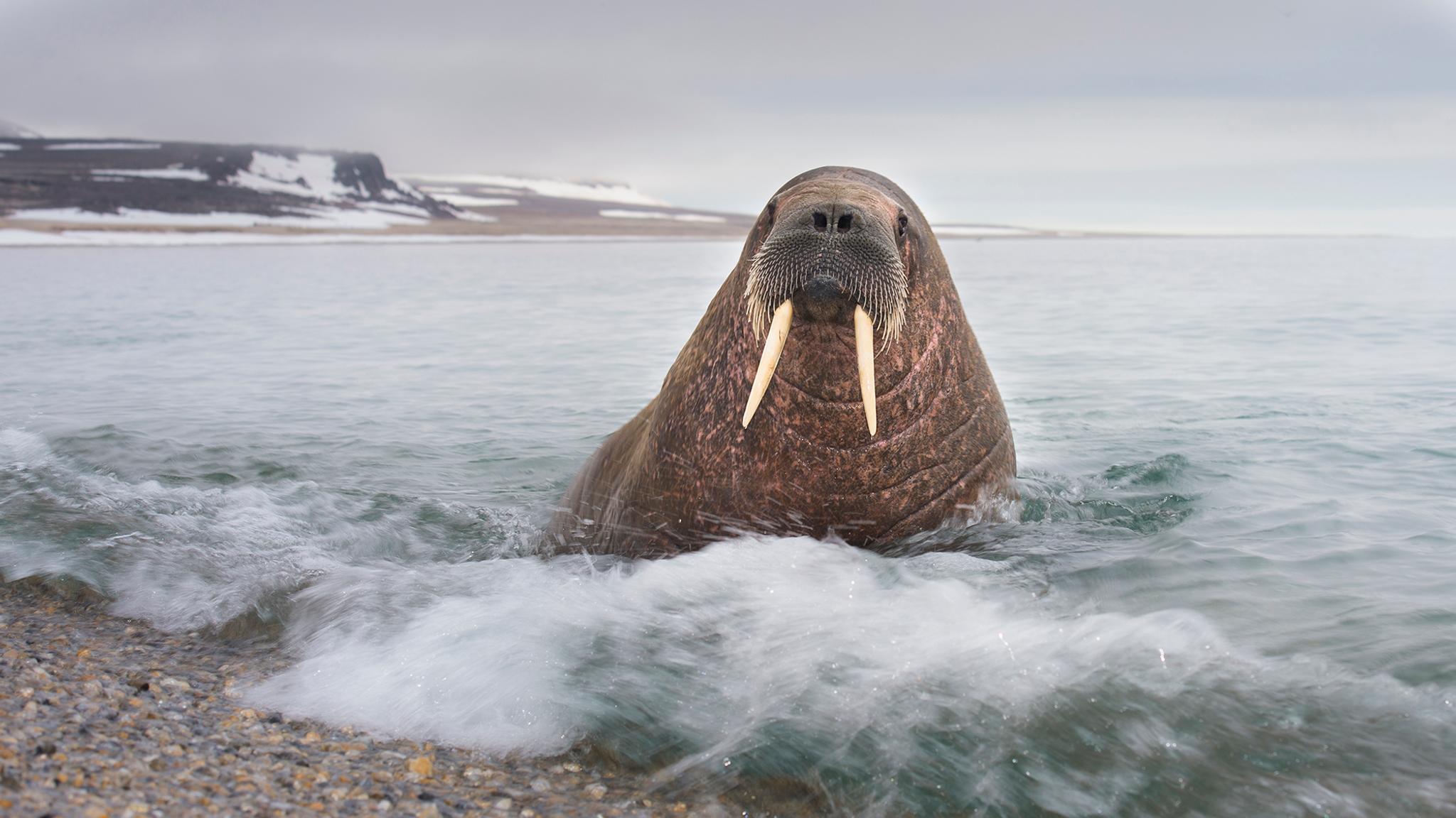 Walrus on the beach of Svalbard, Northern Norway