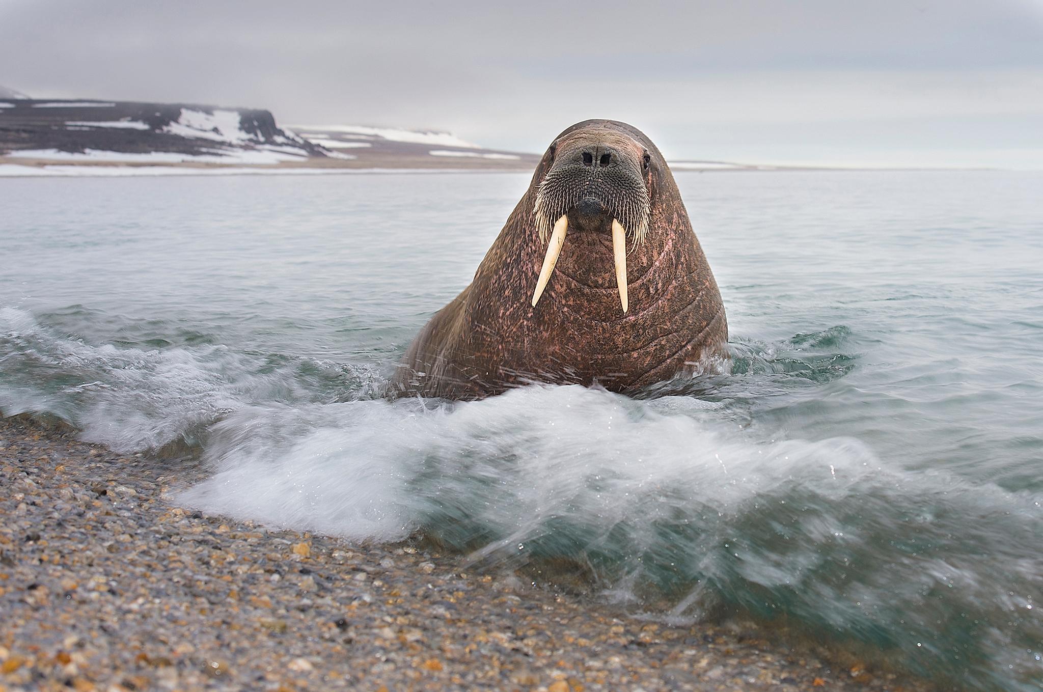 Walrus on the beach of Svalbard, Northern Norway