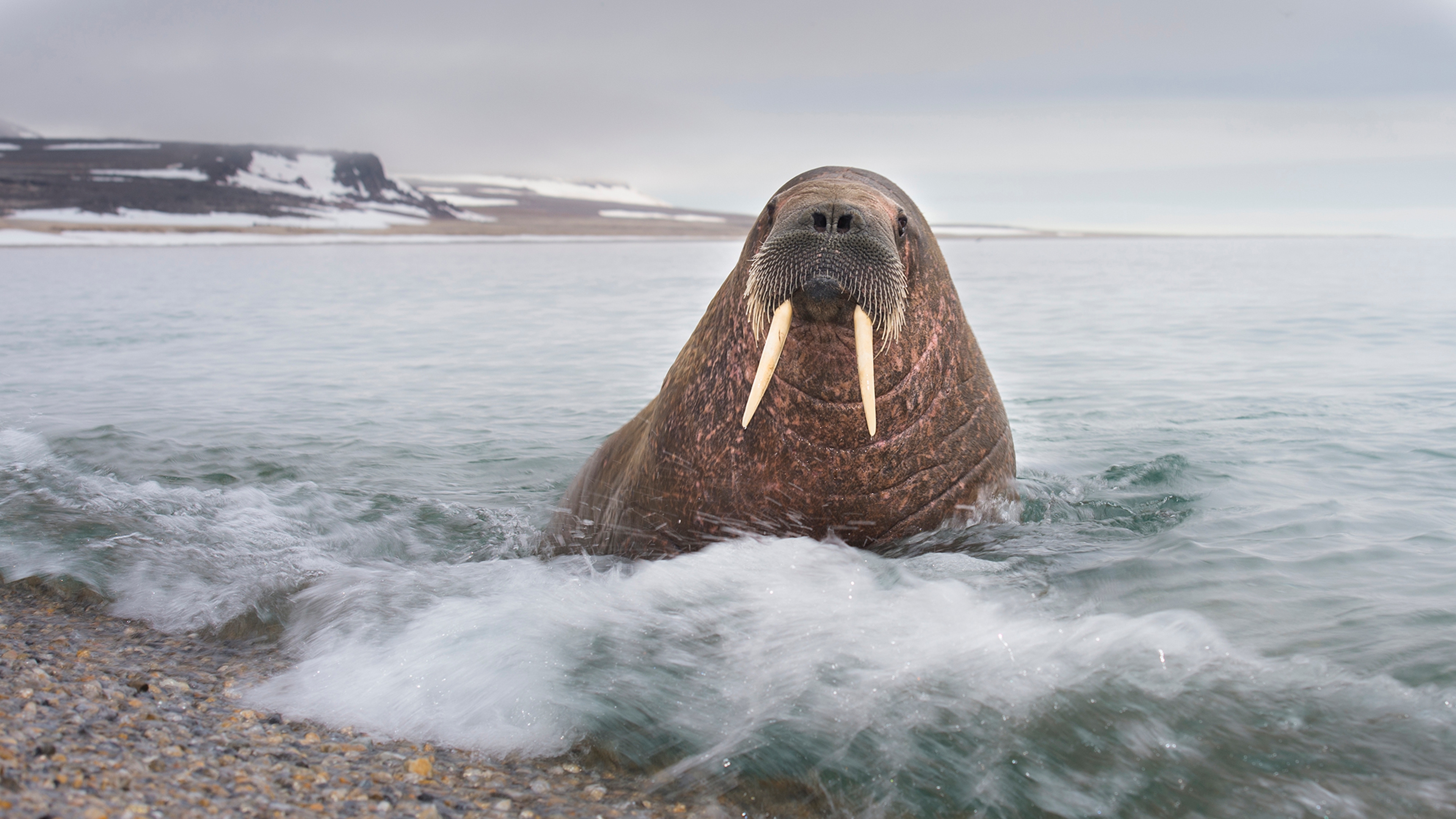 Walrus on the beach of Svalbard, Northern Norway