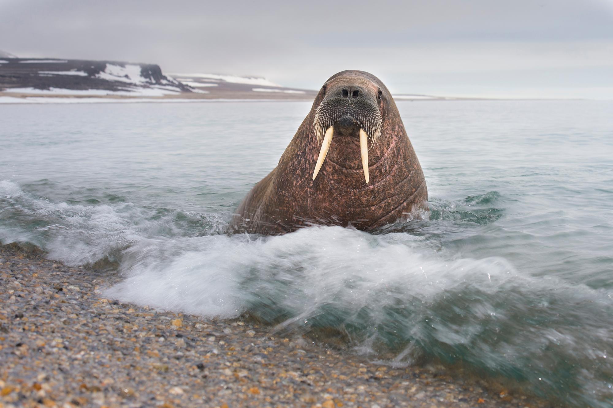 Walrus on the beach of Svalbard, Northern Norway