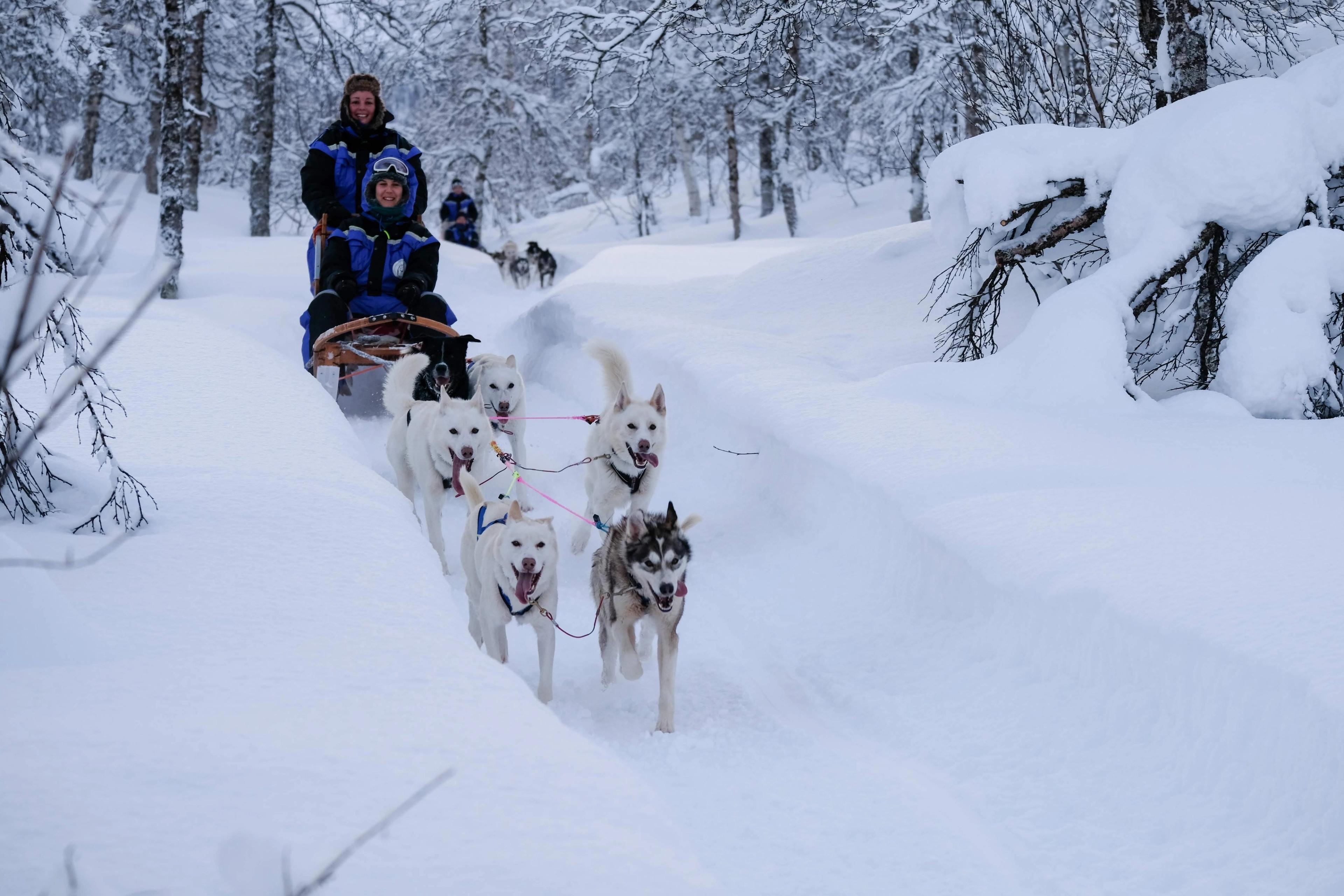 Dog Sledding in Tromsø by Fjord Tours