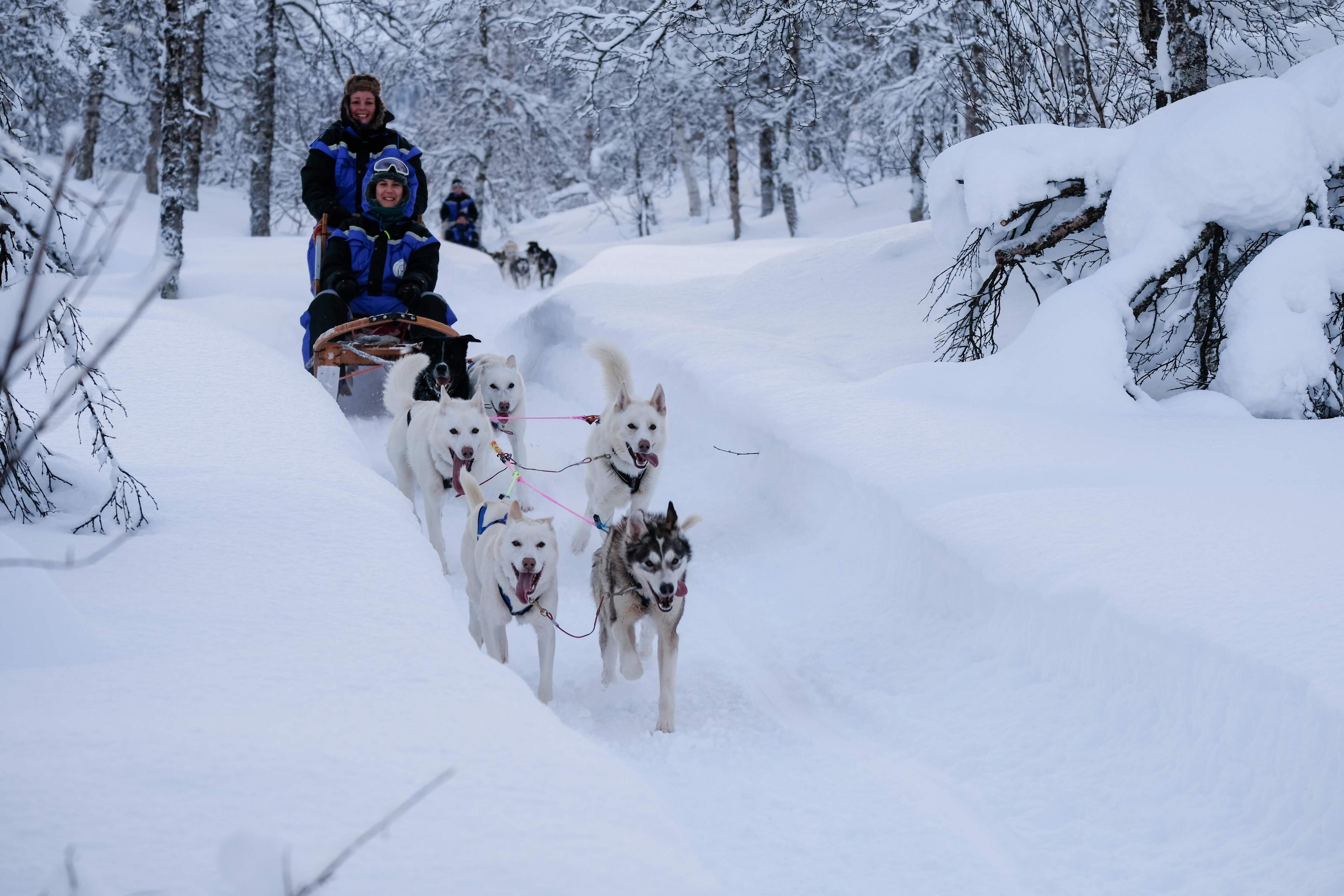 Dog Sledding in Tromsø by Fjord Tours
