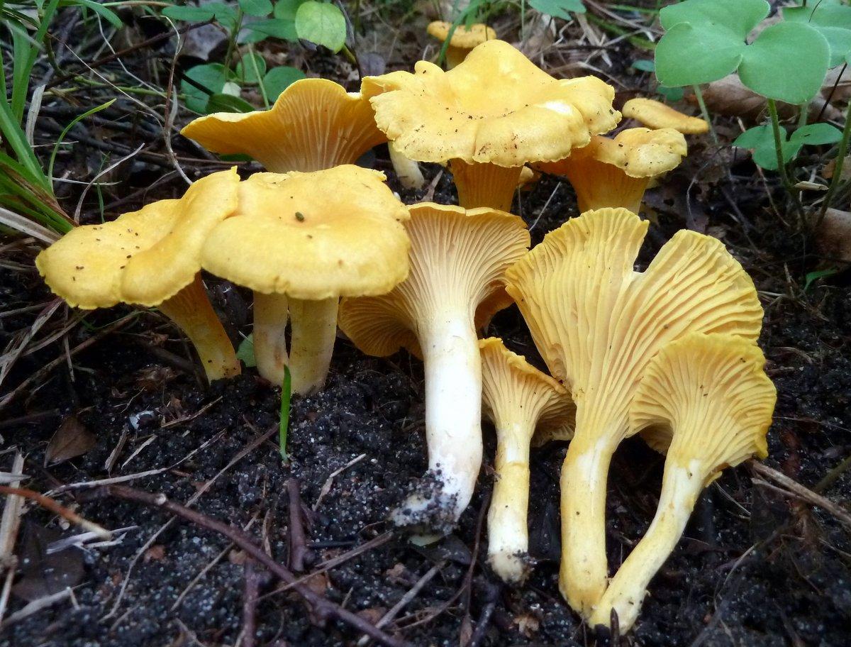 Kantareller som vokser i skogen