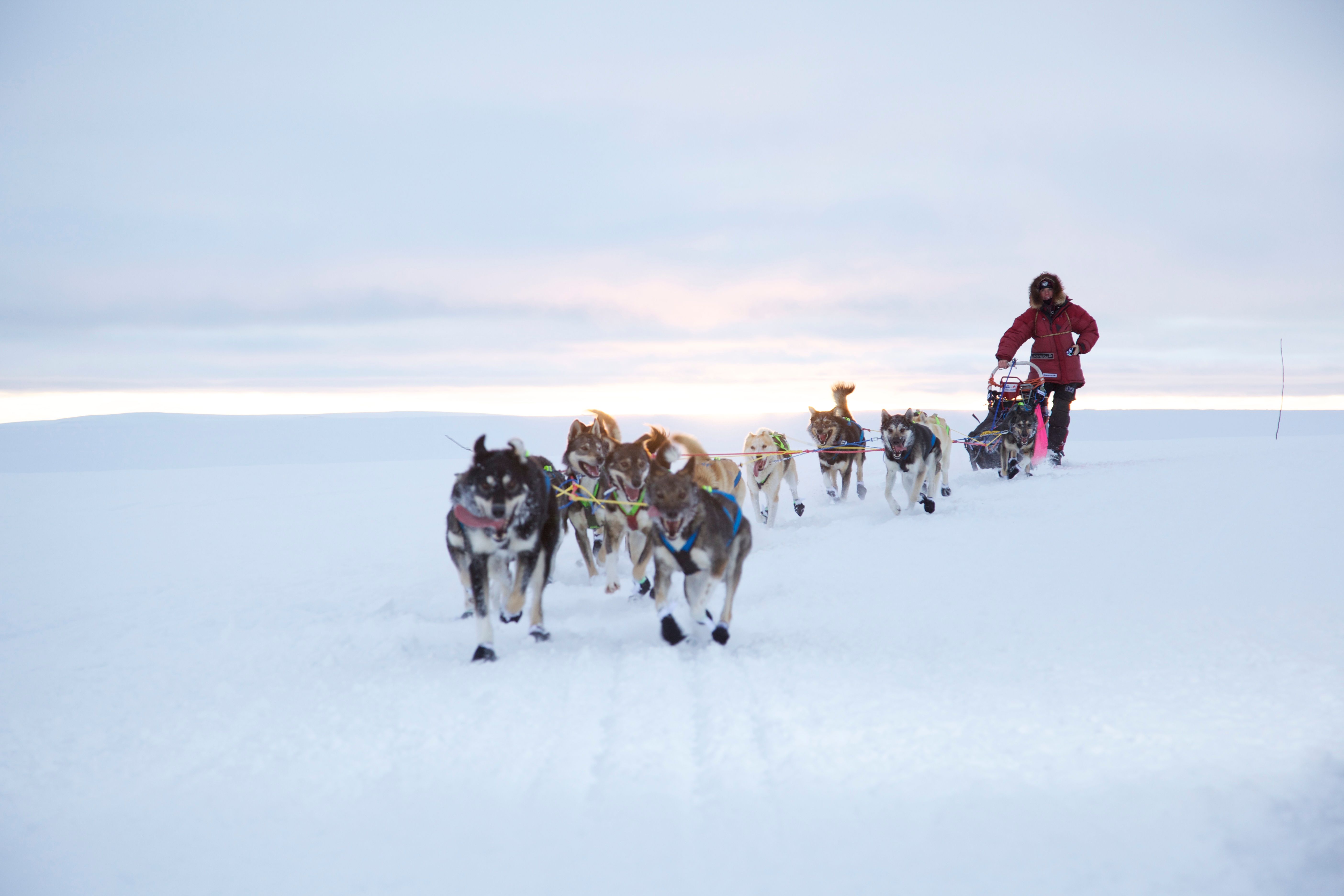 A man is riding a dog sledge during winter in Finnmark, Northern Norway