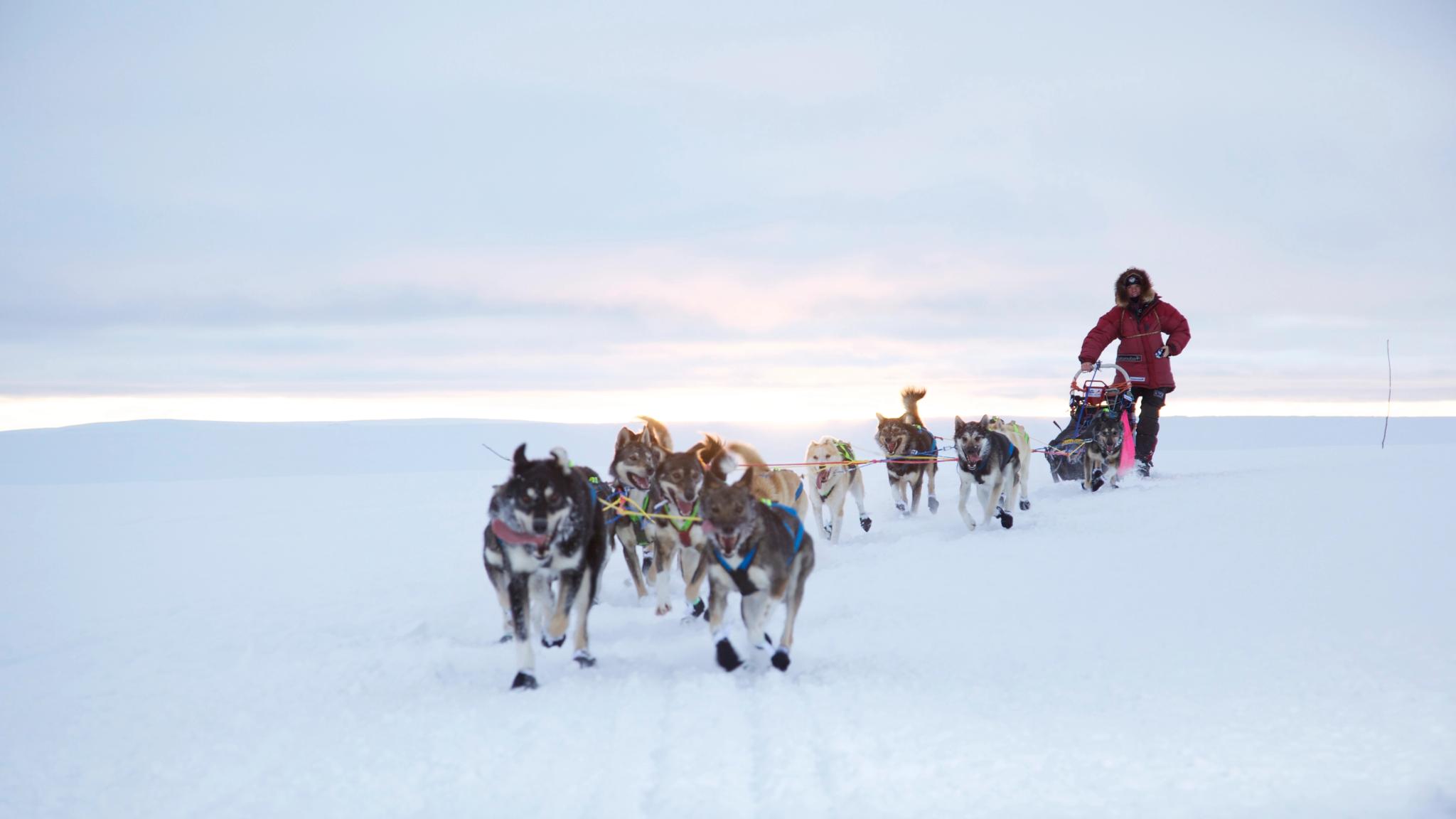 A man is riding a dog sledge during winter in Finnmark, Northern Norway