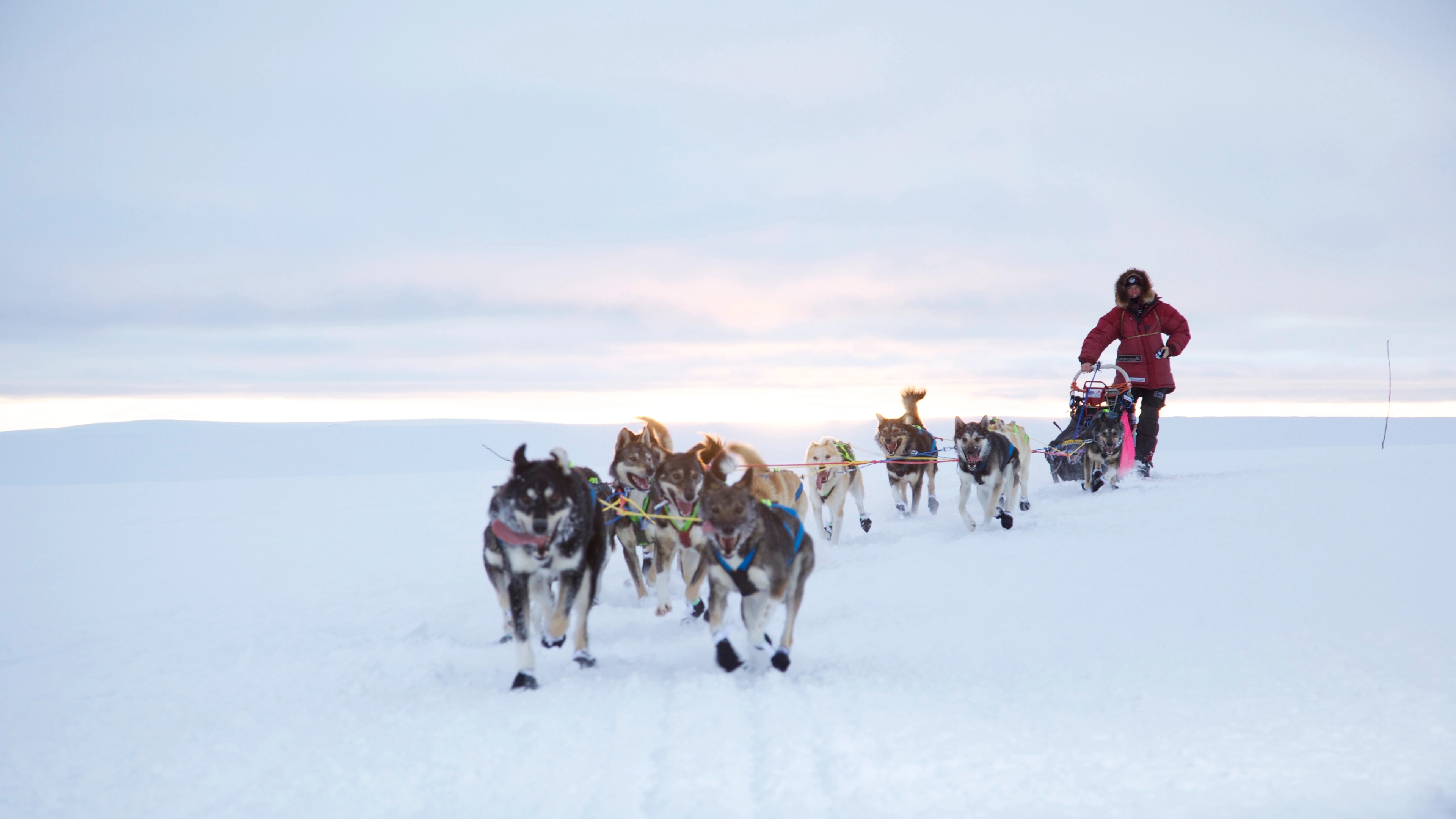 A man is riding a dog sledge during winter in Finnmark, Northern Norway