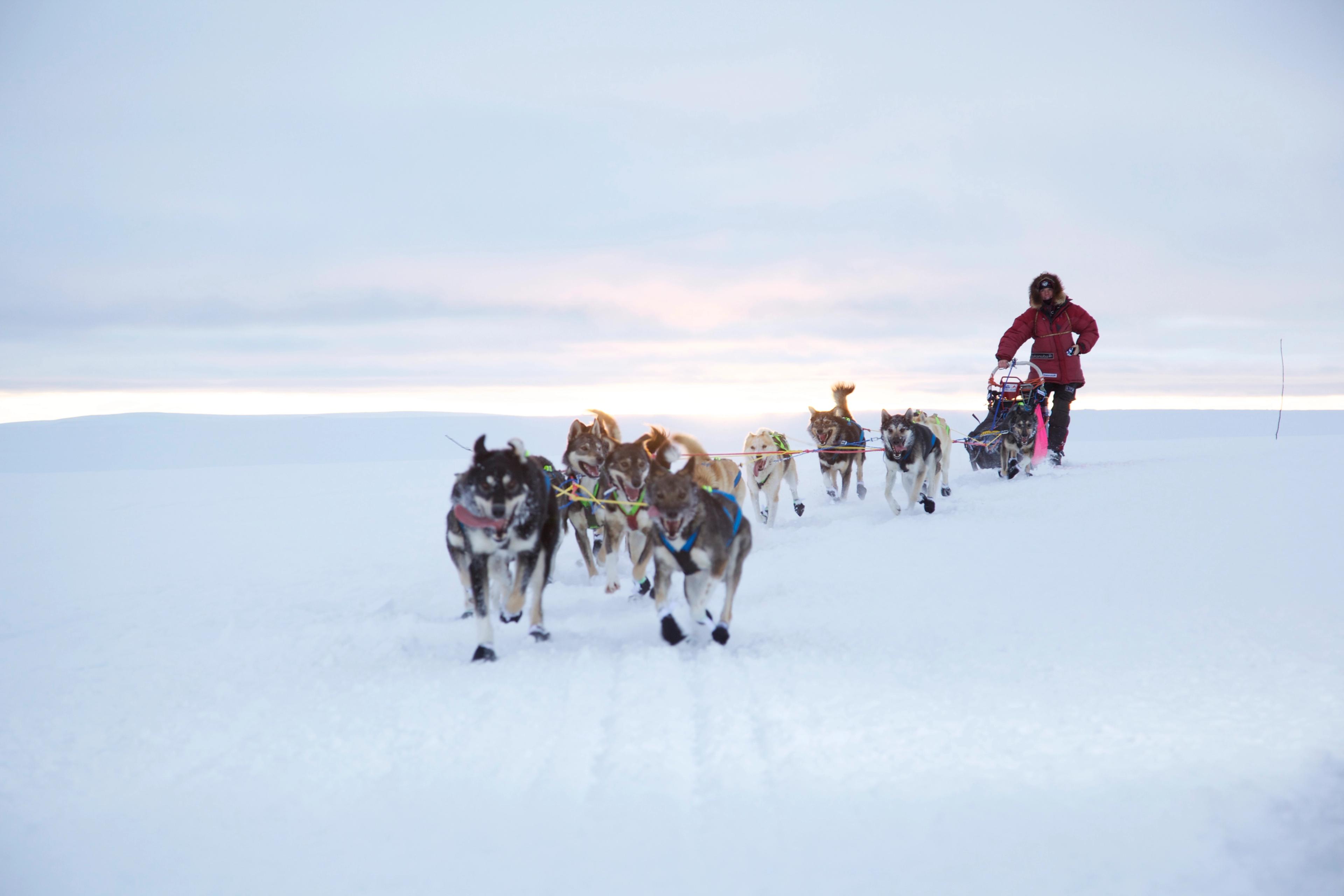 A man is riding a dog sledge during winter in Finnmark, Northern Norway