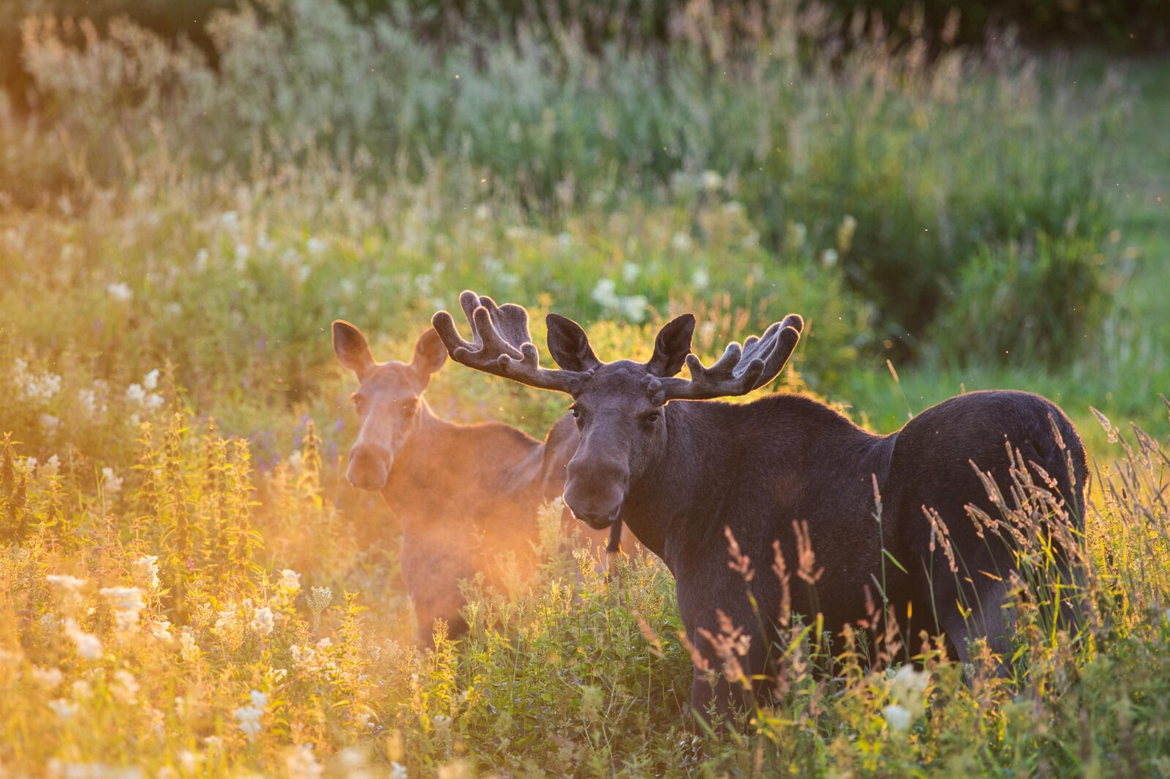 Two moose out in nature during summer in Norway