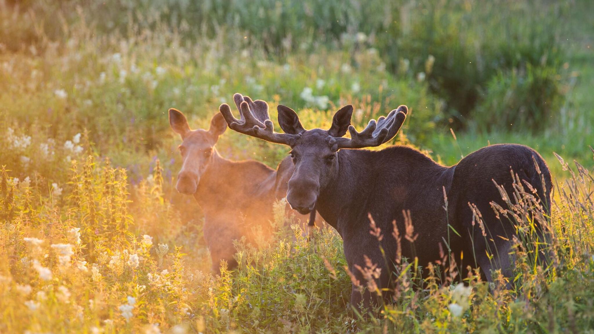 Two moose out in nature during summer in Norway