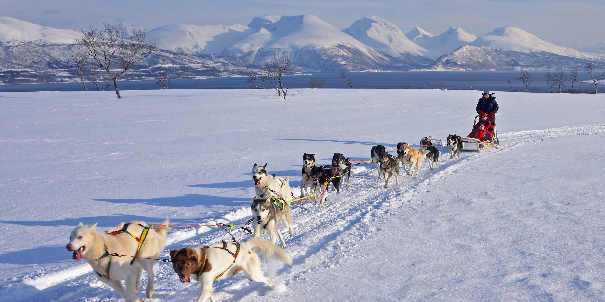 Mennesker på hundekjøring i Tromsø i Nord-Norge