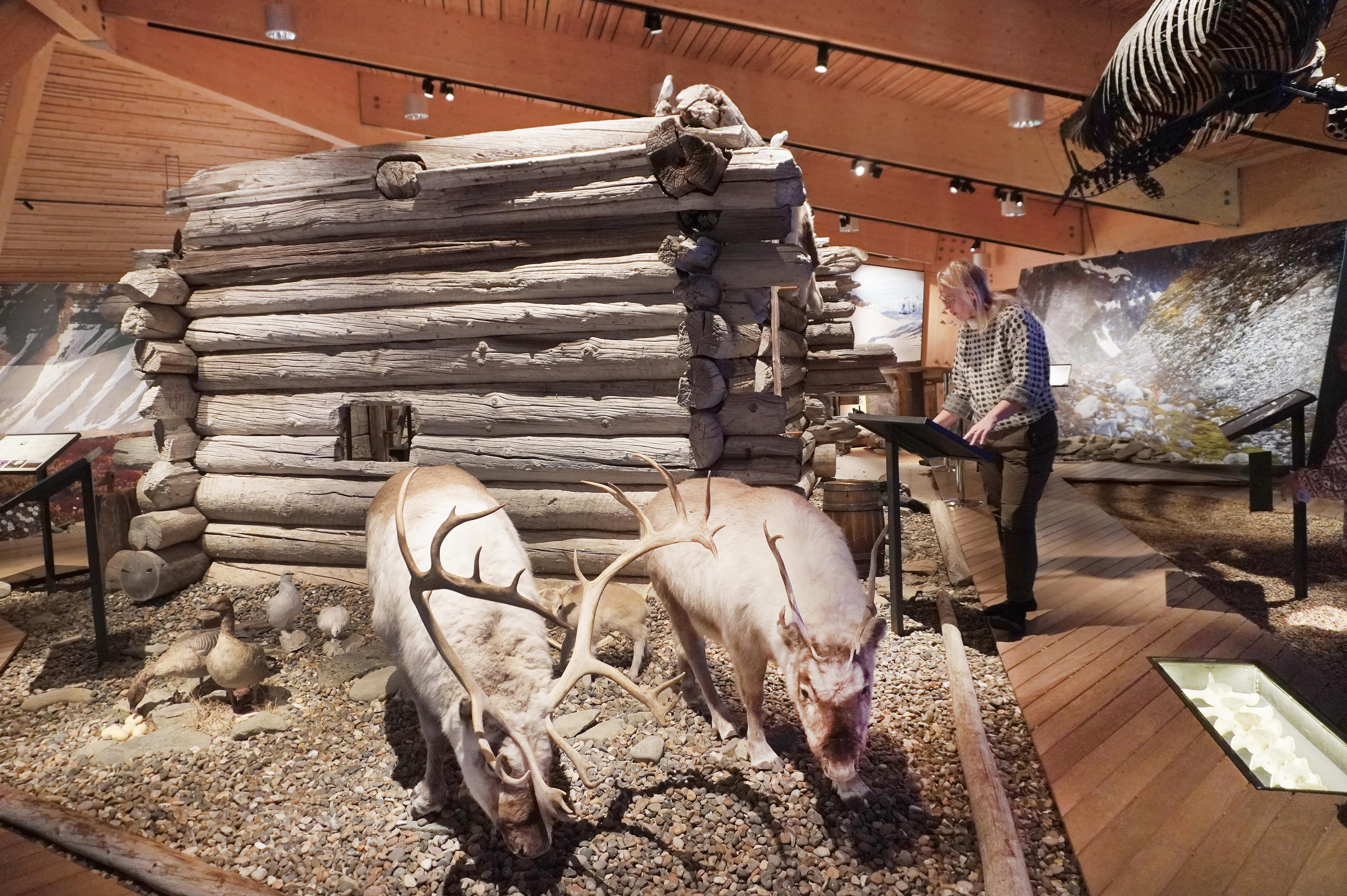 A woman in a museum looking at two reindeers