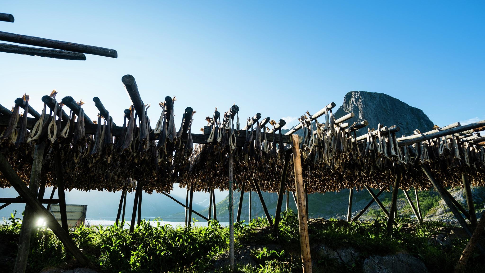 Stockfish in Lofoten, Northern Norway