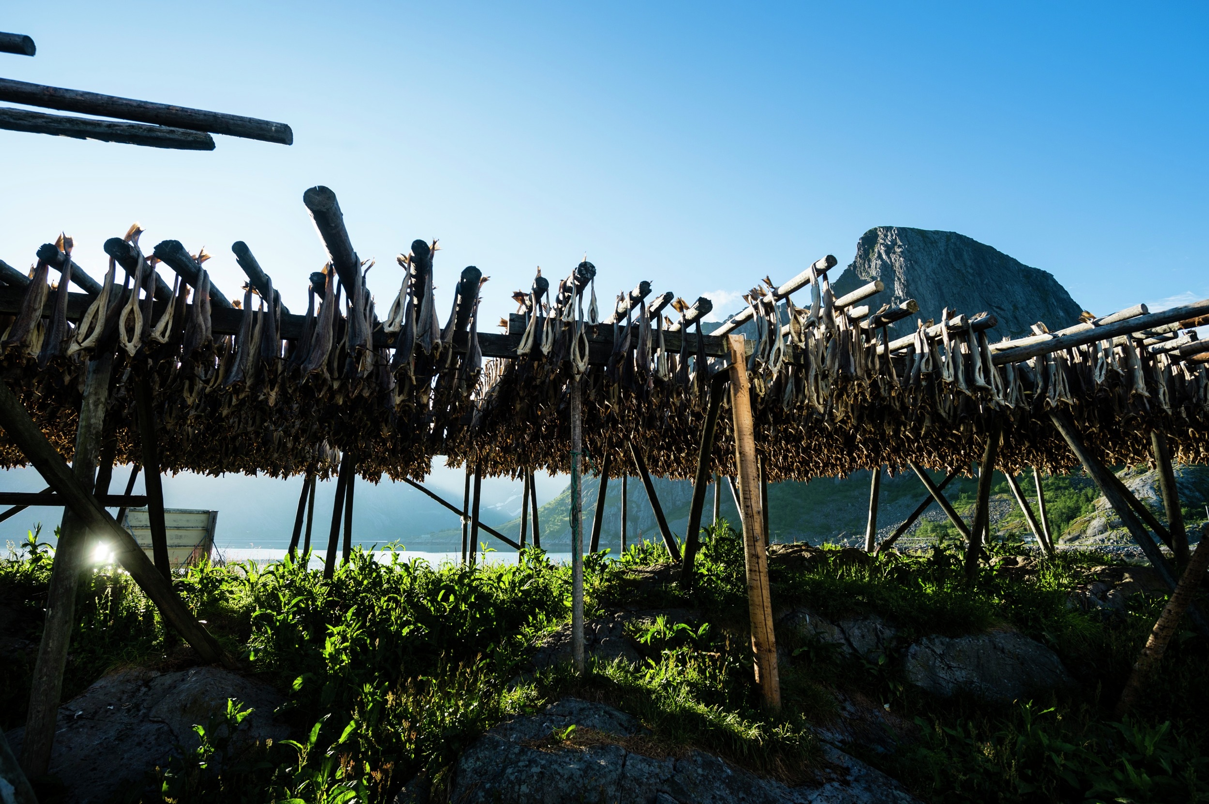 Stockfish in Lofoten, Northern Norway