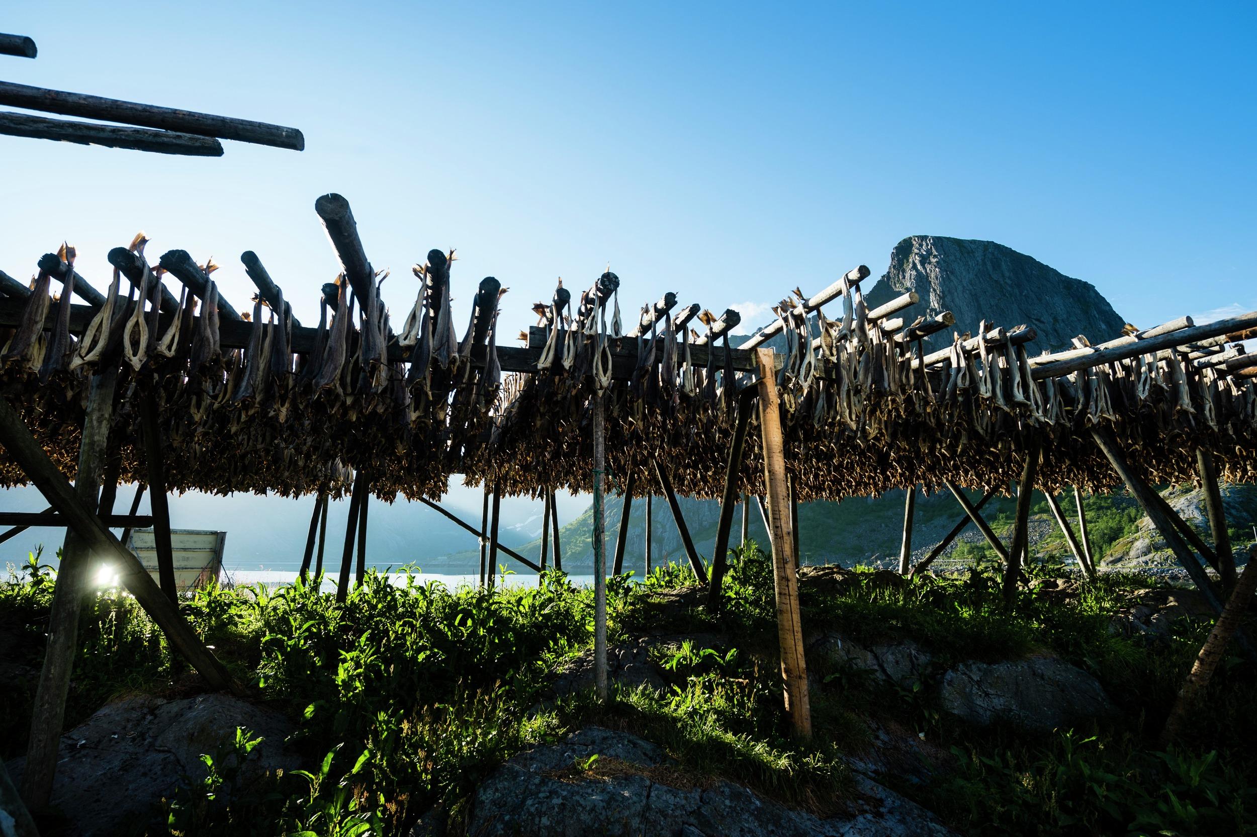 Stockfish in Lofoten, Northern Norway