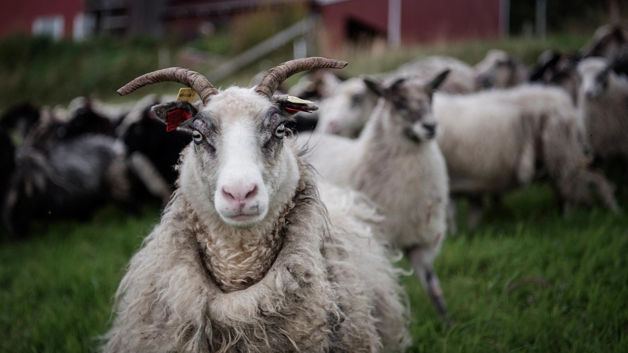 Several sheep outside in summer