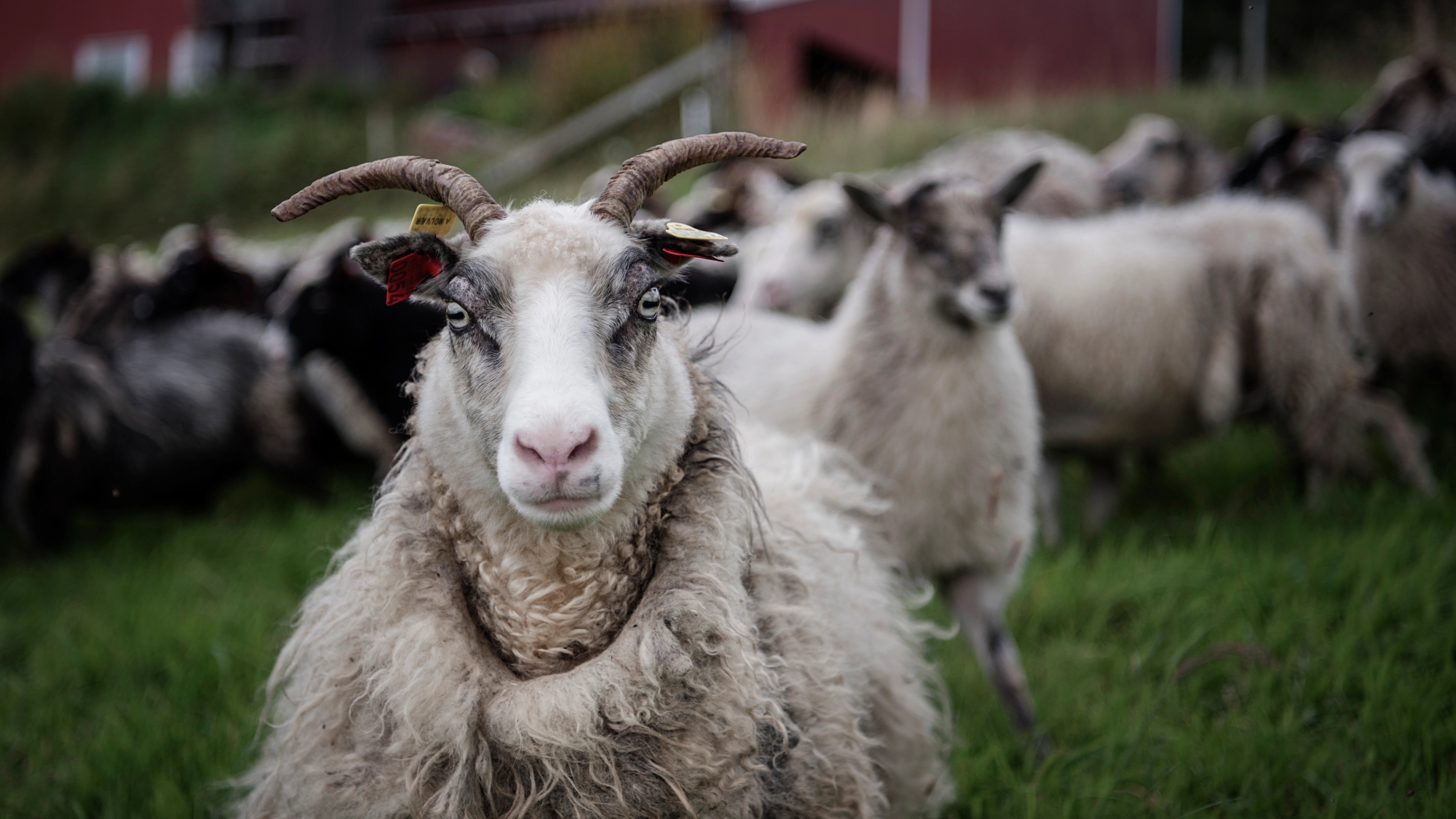 Several sheep outside in summer