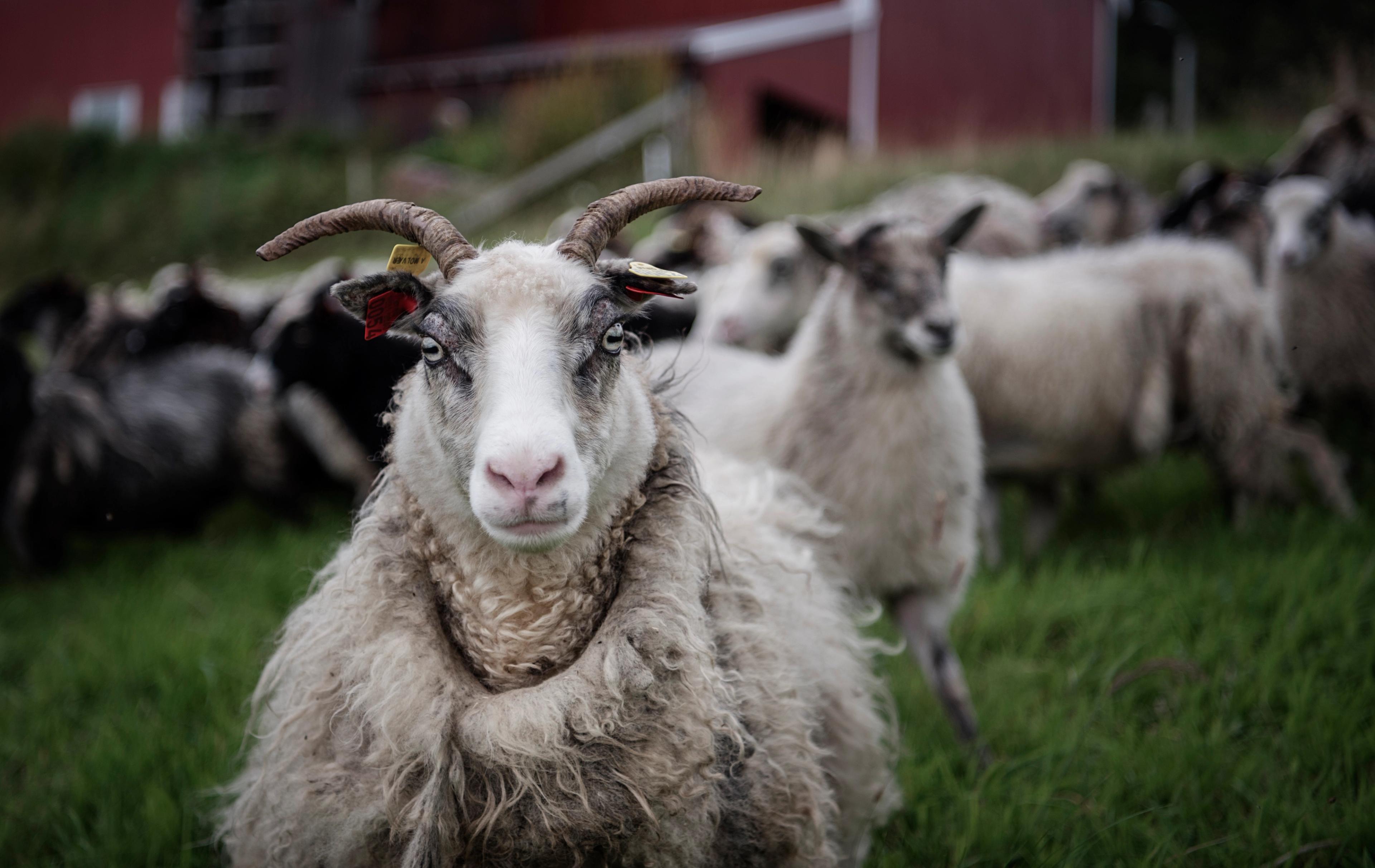 Several sheep outside in summer