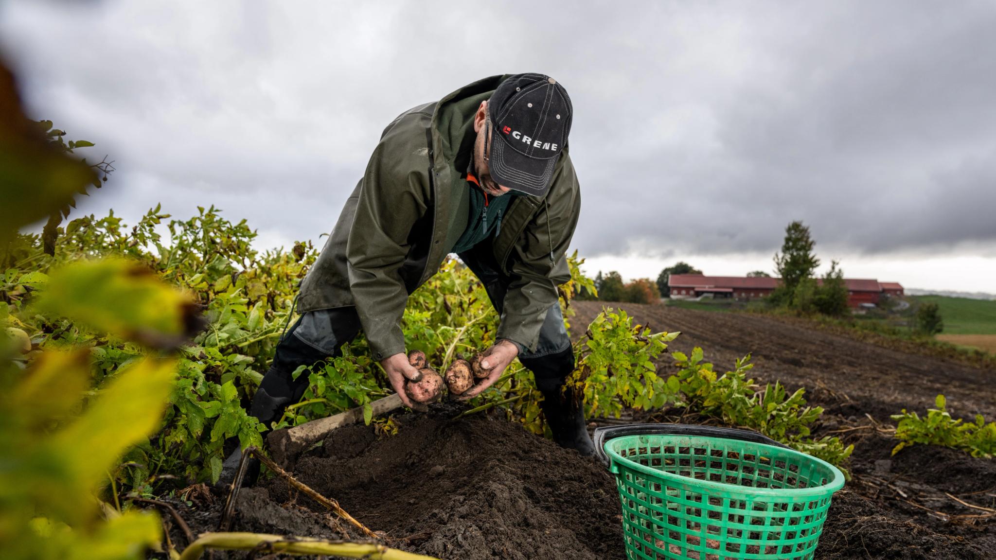 A farmer harvesting potatoes at Sogstad farm in Toten, Eastern Norway.