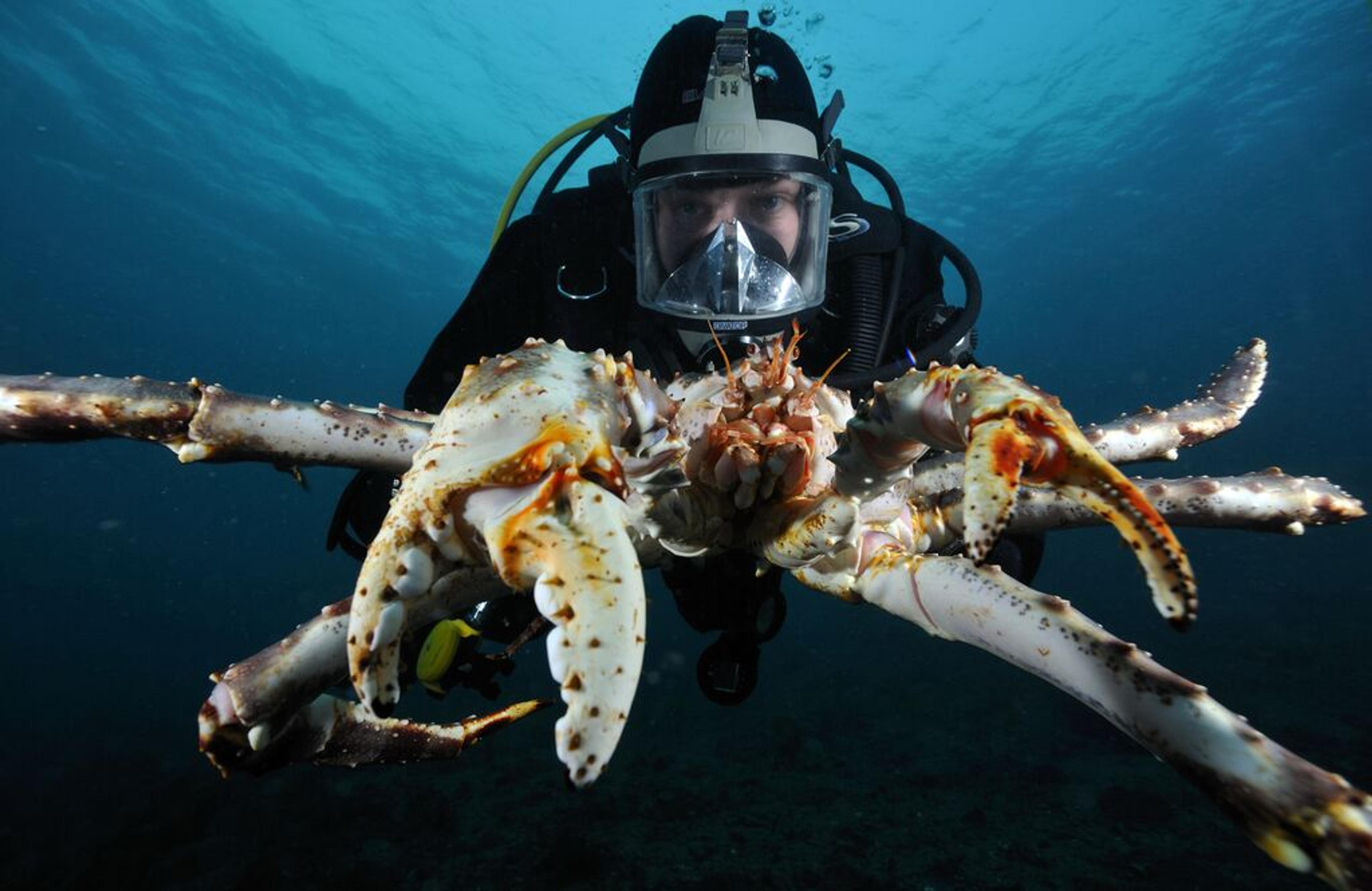 Man scuba diving with a gigantic crab