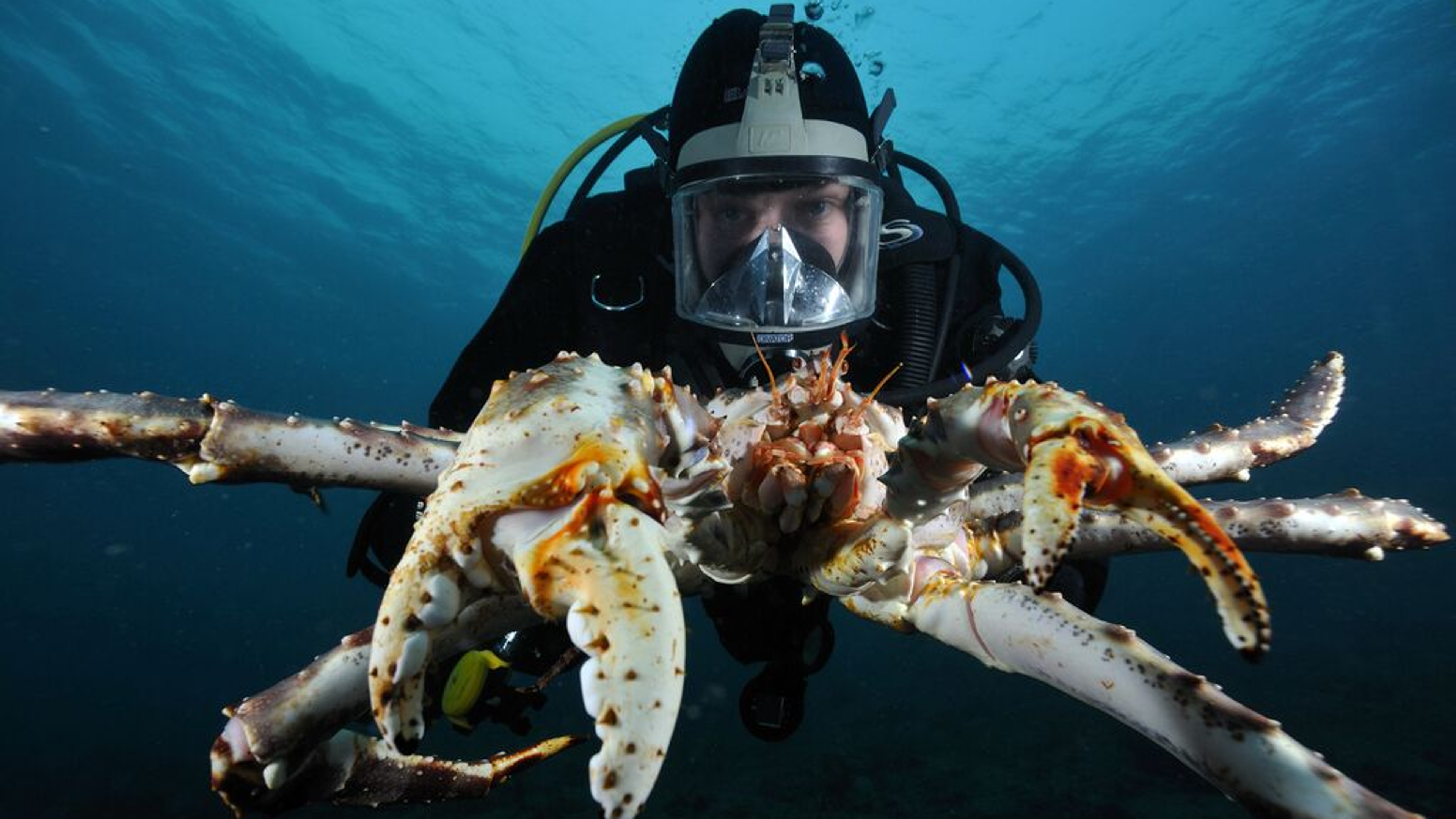 Man scuba diving with a gigantic crab