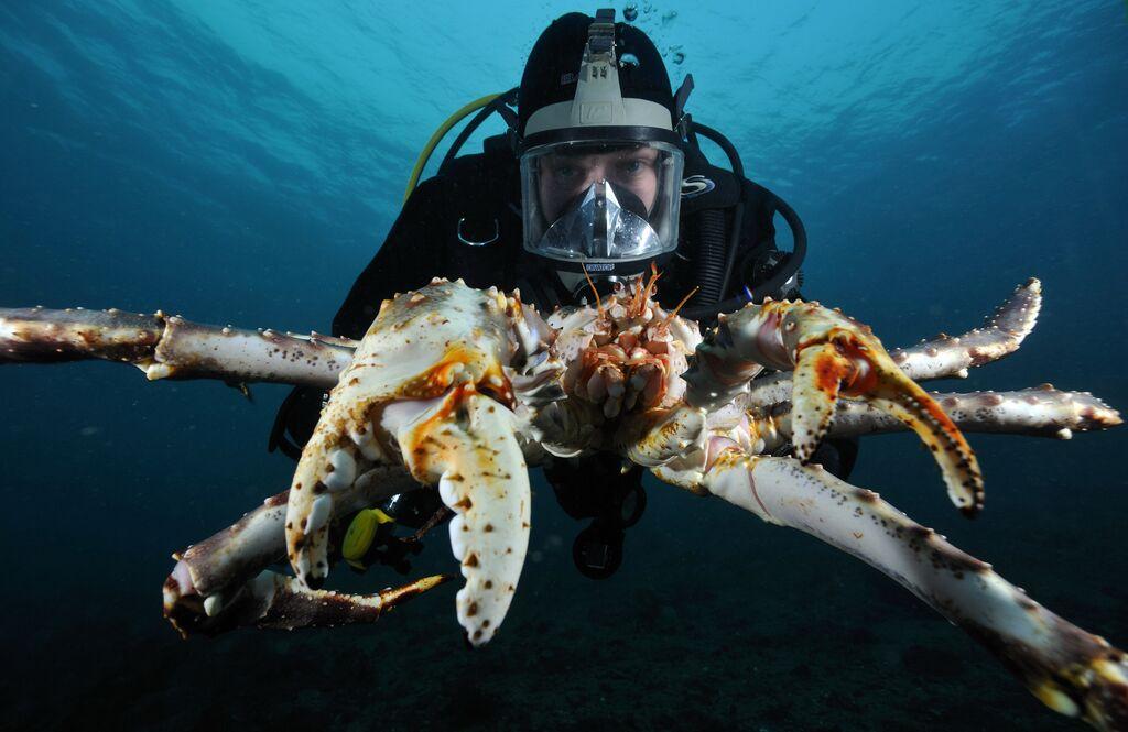 Man scuba diving with a gigantic crab
