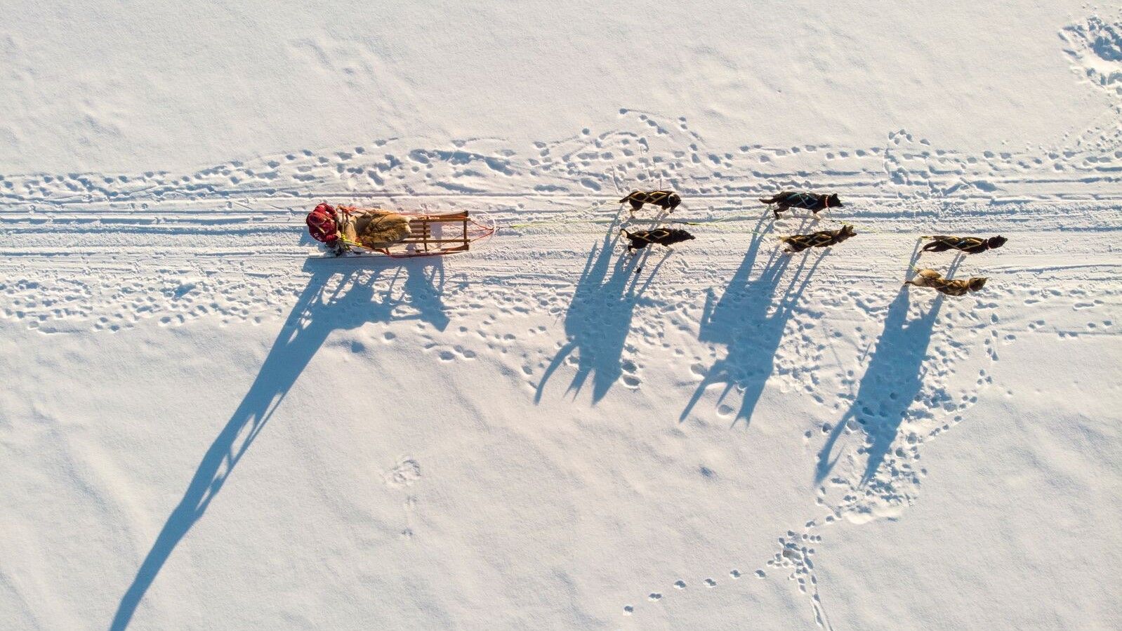 A bird's view of a dog sled on snow in Alta in Northern Norway