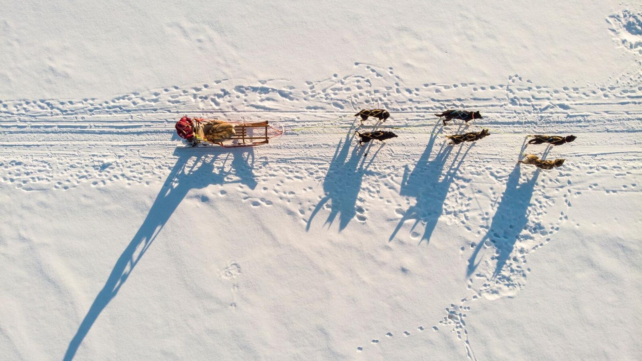 A bird's view of a dog sled on snow in Alta in Northern Norway