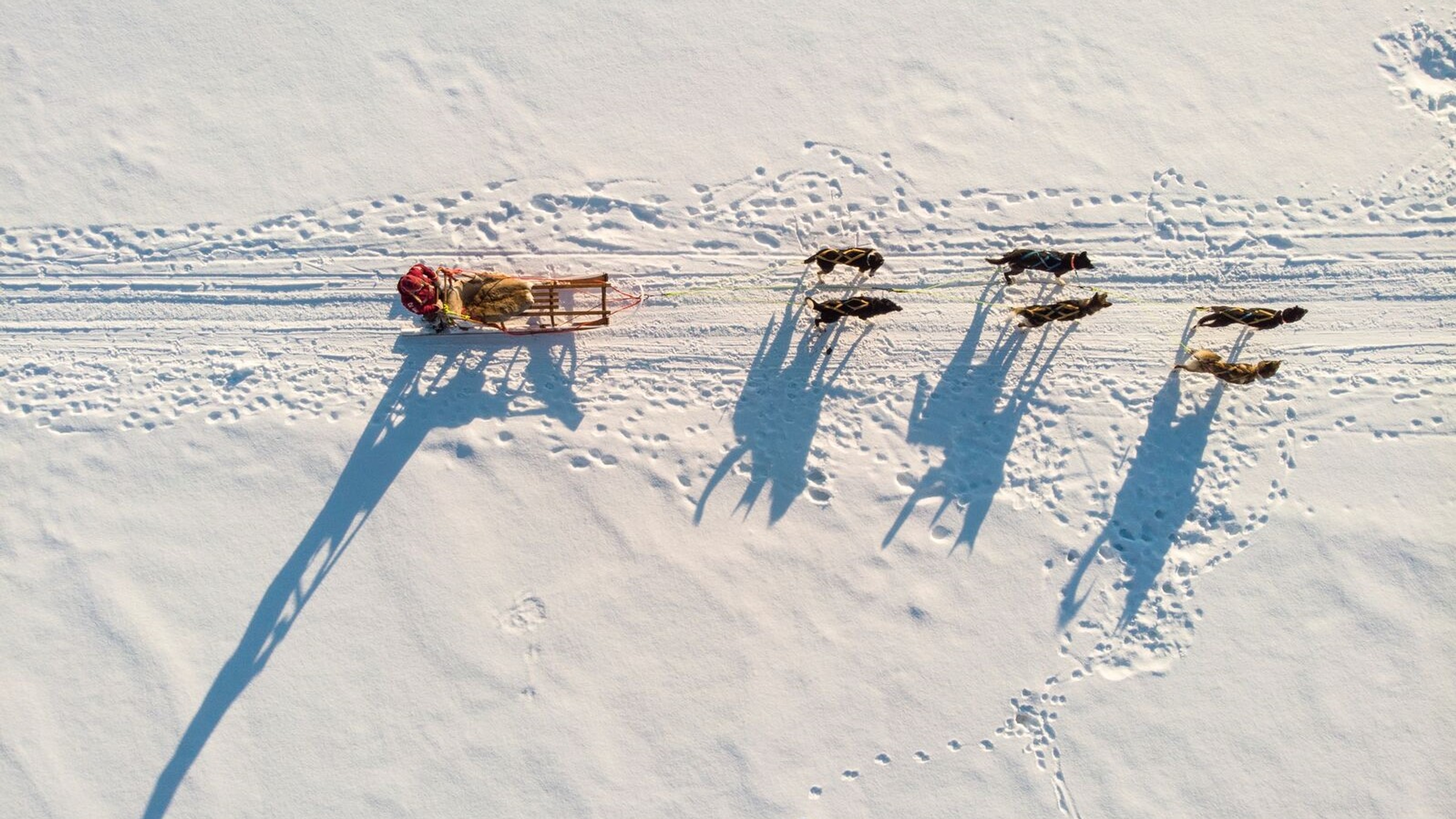 A bird's view of a dog sled on snow in Alta in Northern Norway