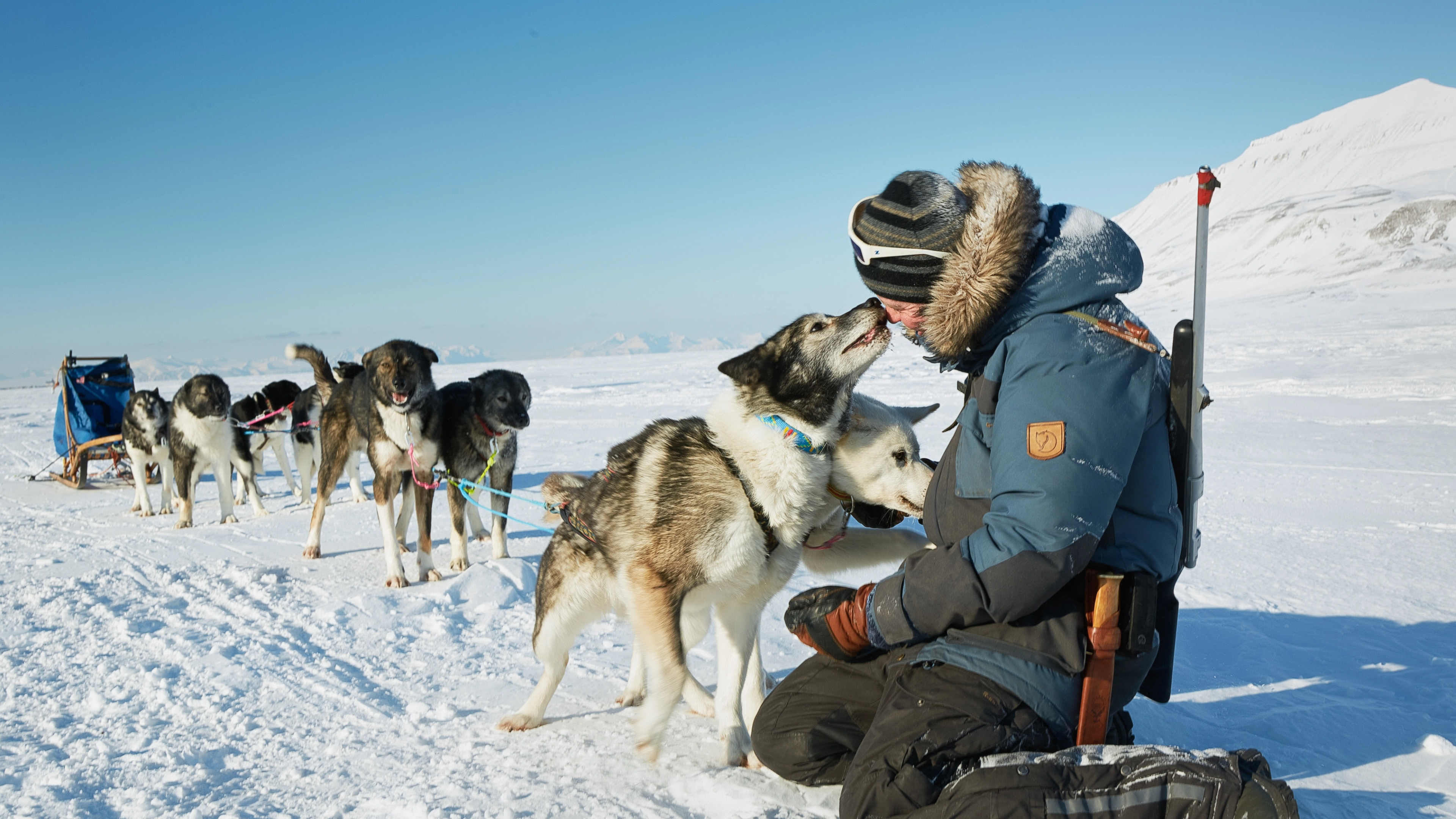 A happy sled dog team and their musher on the trail in Svalbard, Northern Norway