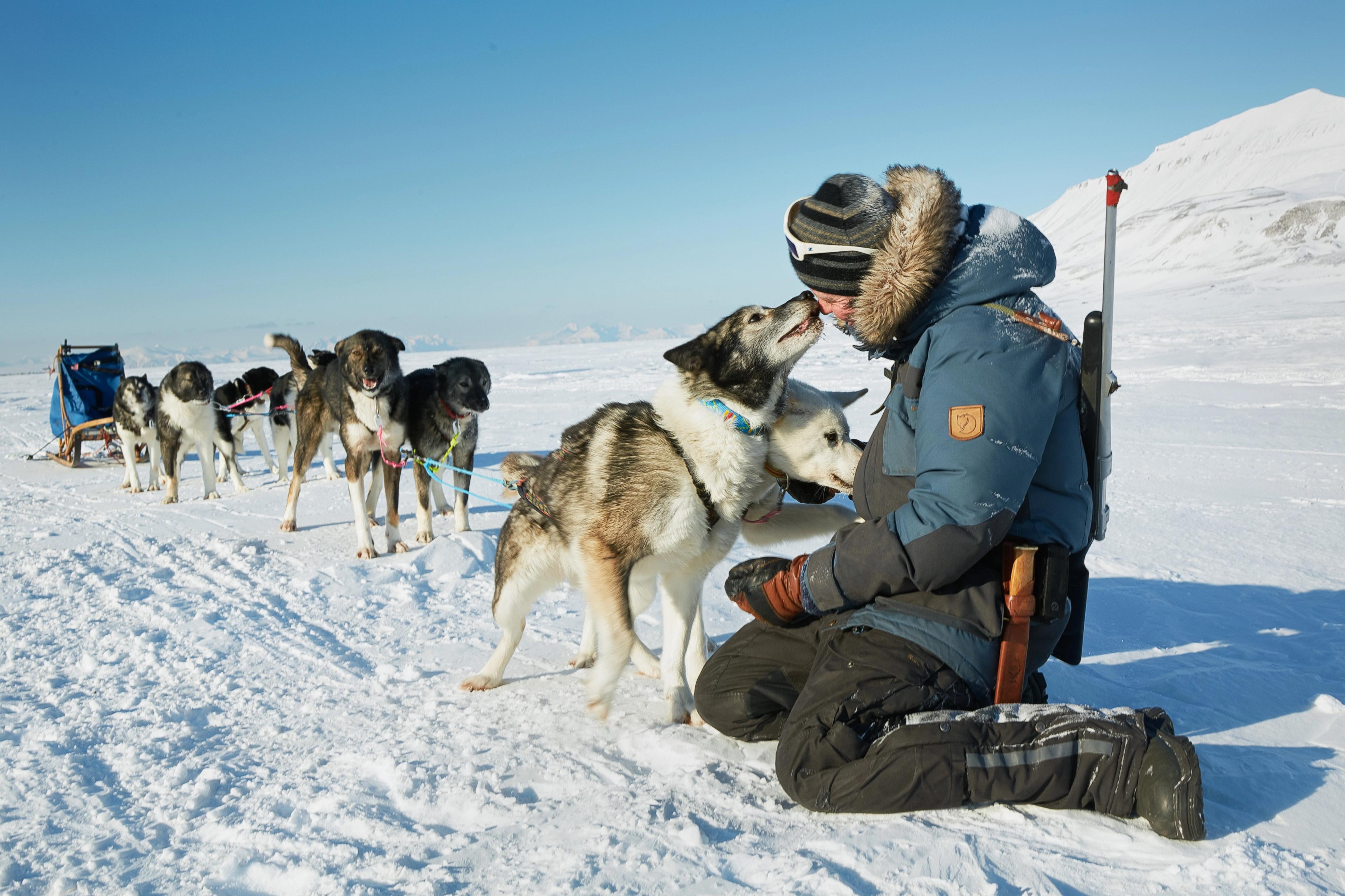 A happy sled dog team and their musher on the trail in Svalbard, Northern Norway