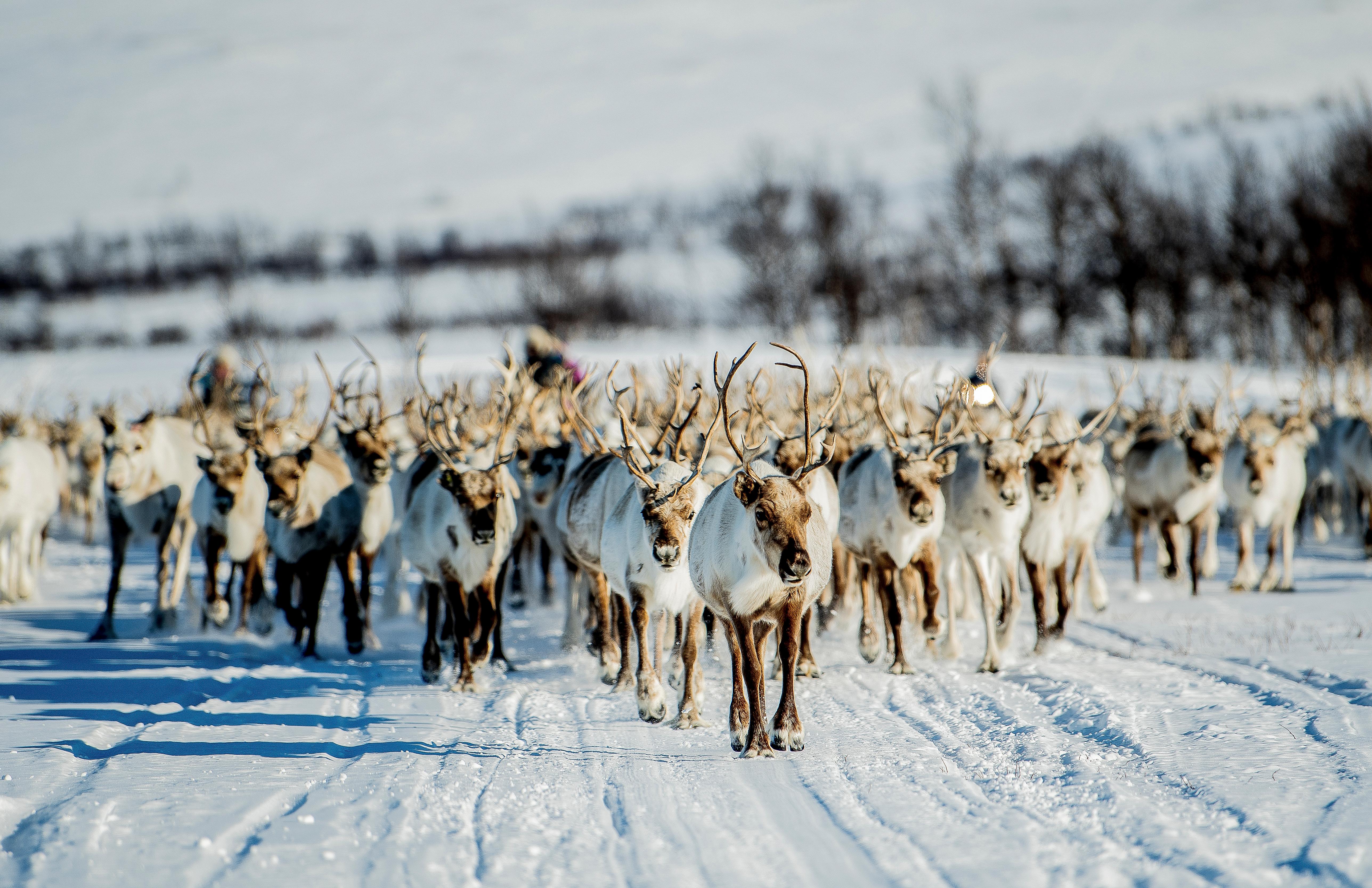A herd of reindeer walking in a snowy landscape at Finnmarksvidda, Finnmark