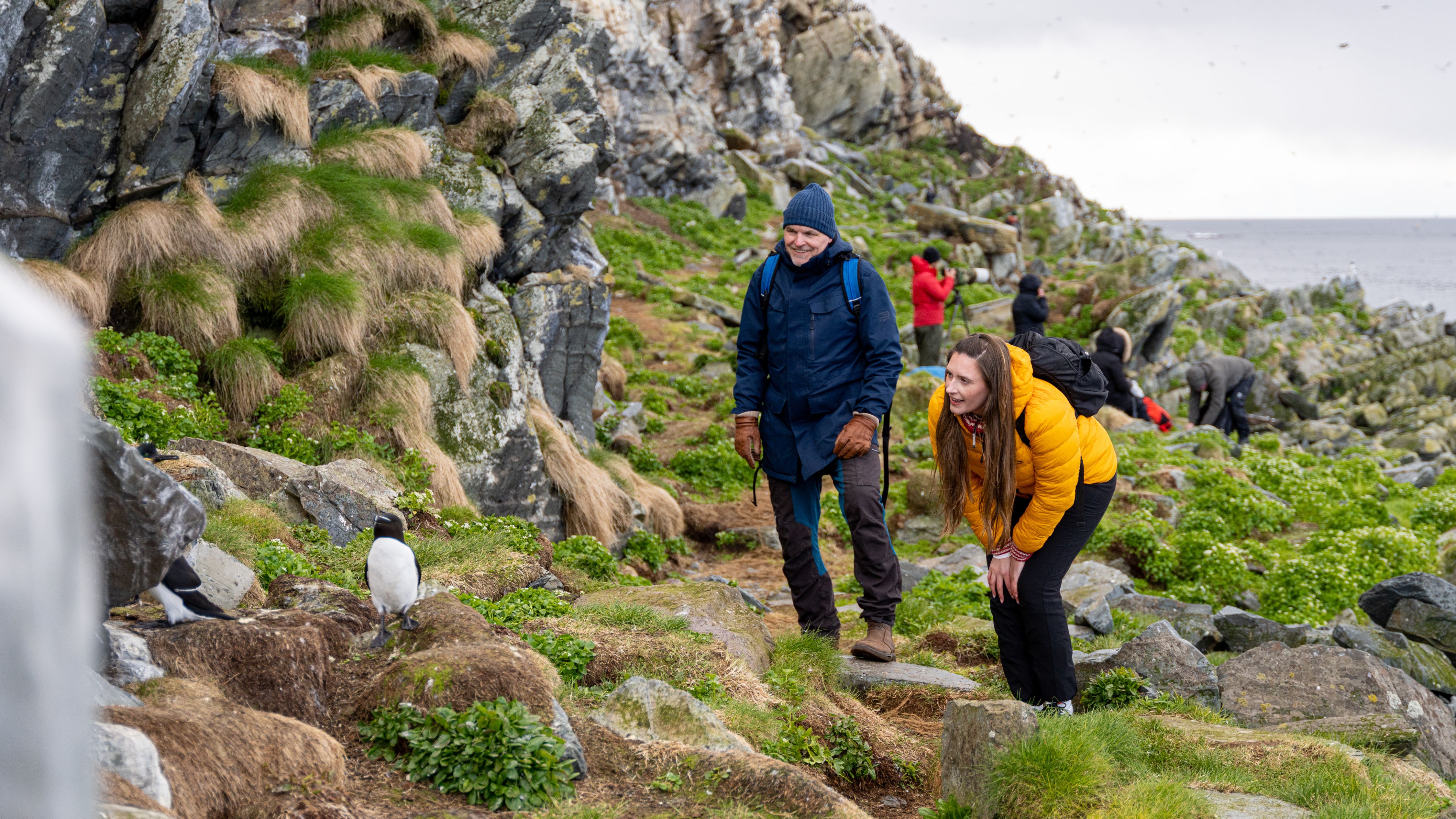 Tourists look at a Razorbill at Hornøya birdwatching site outside of Vardø in Varanger, Norway.