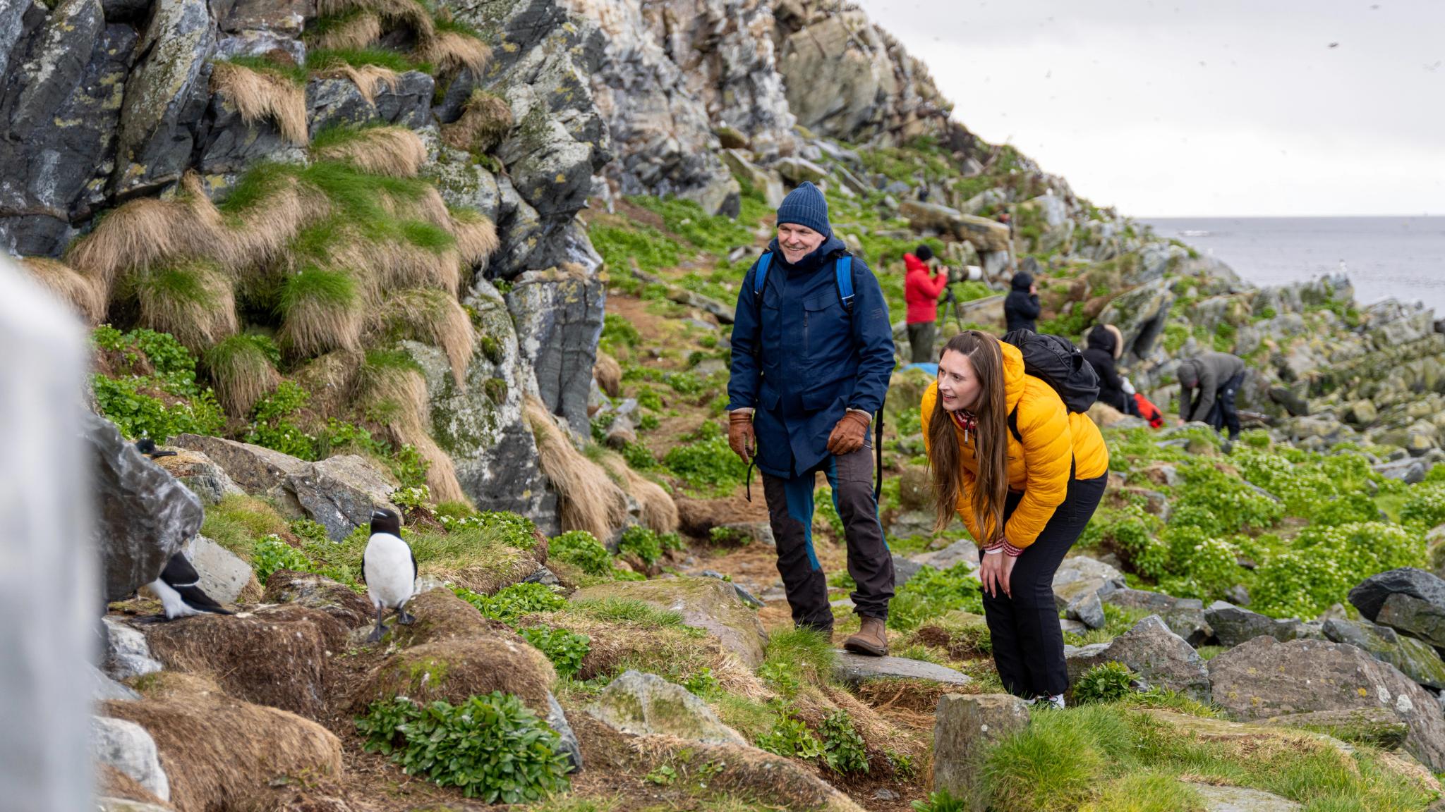 Tourists look at a Razorbill at Hornøya birdwatching site outside of Vardø in Varanger, Norway.
