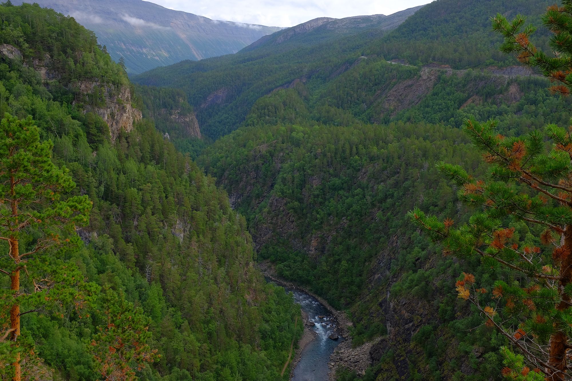 Lush forest in Junkerdalsura in Saltdal, Northern Norway