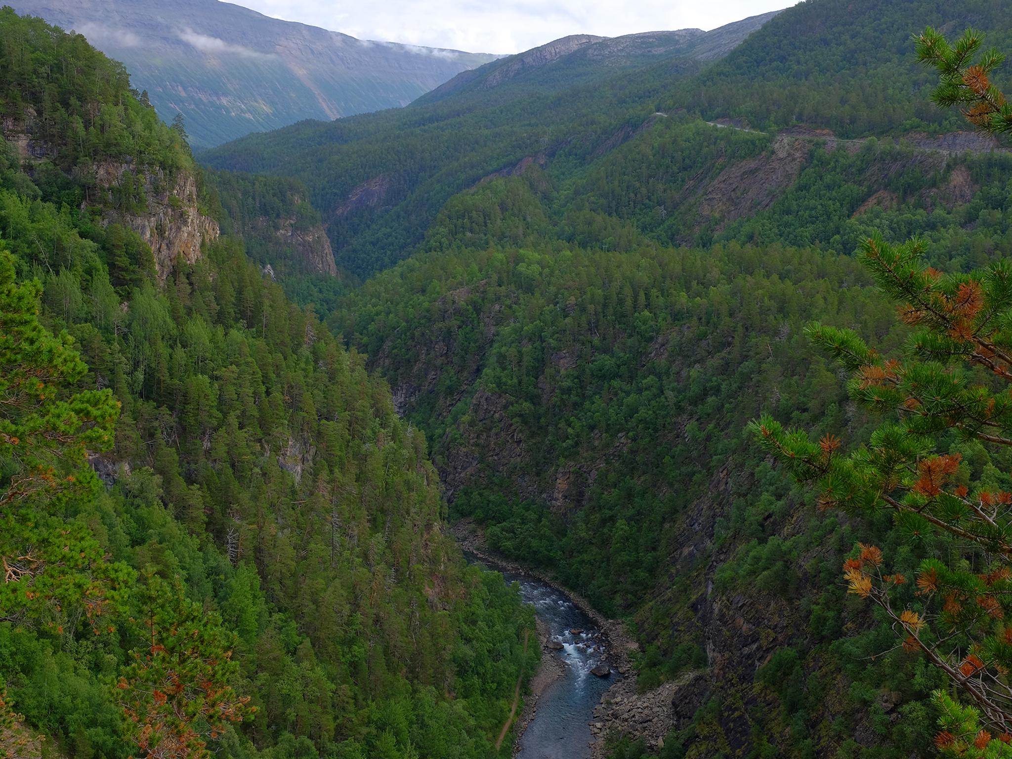 Lush forest in Junkerdalsura in Saltdal, Northern Norway