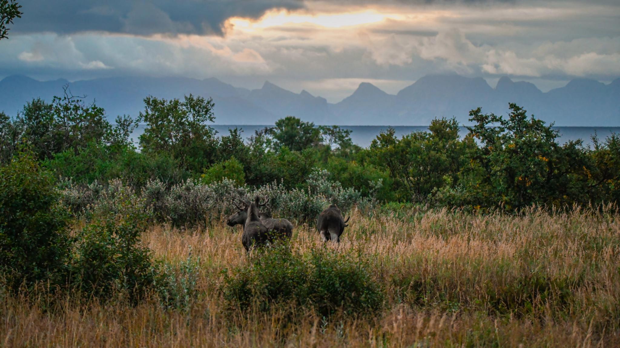 Moose in stunning nature in Vesterålen, Northern Norway