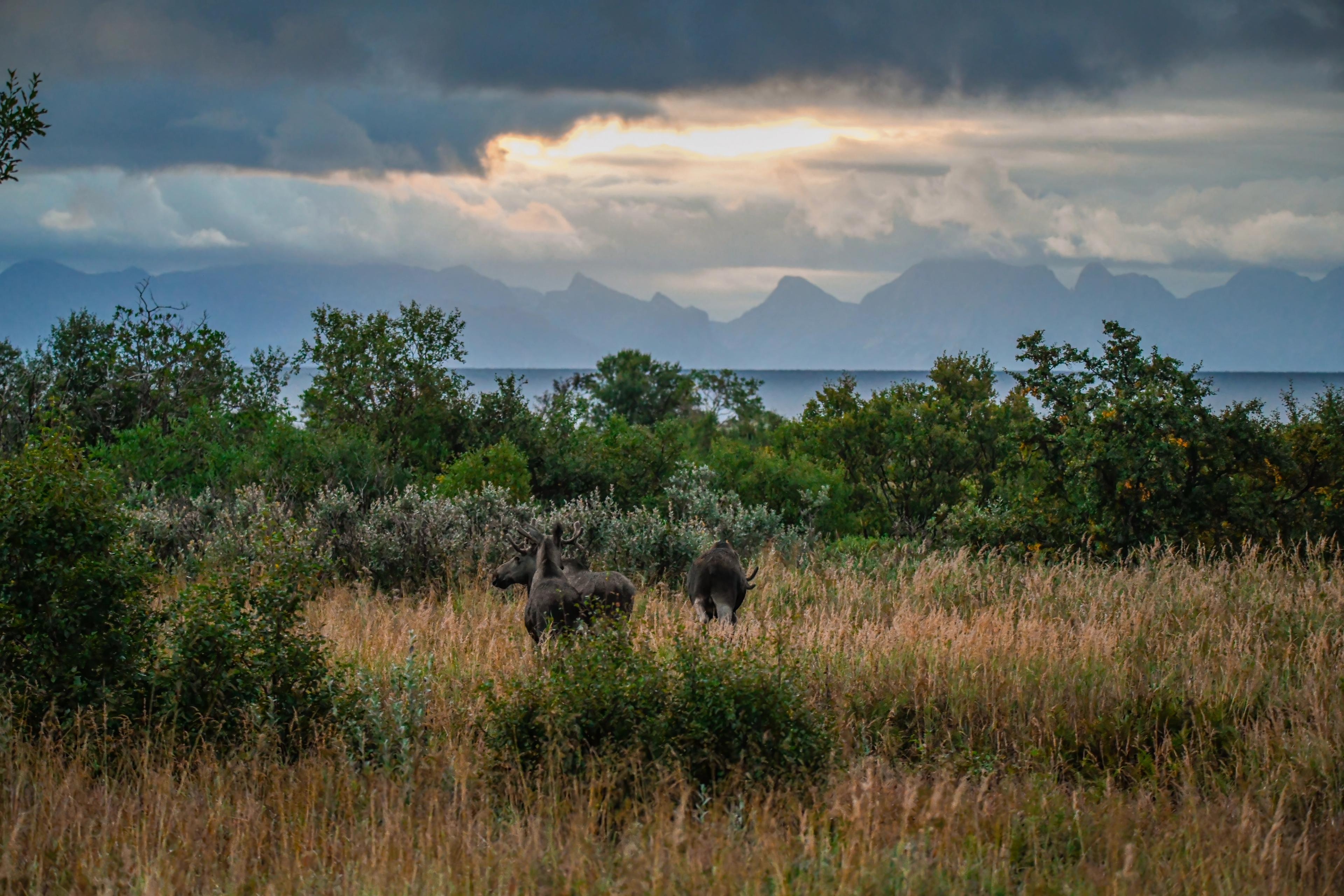 Moose in stunning nature in Vesterålen, Northern Norway