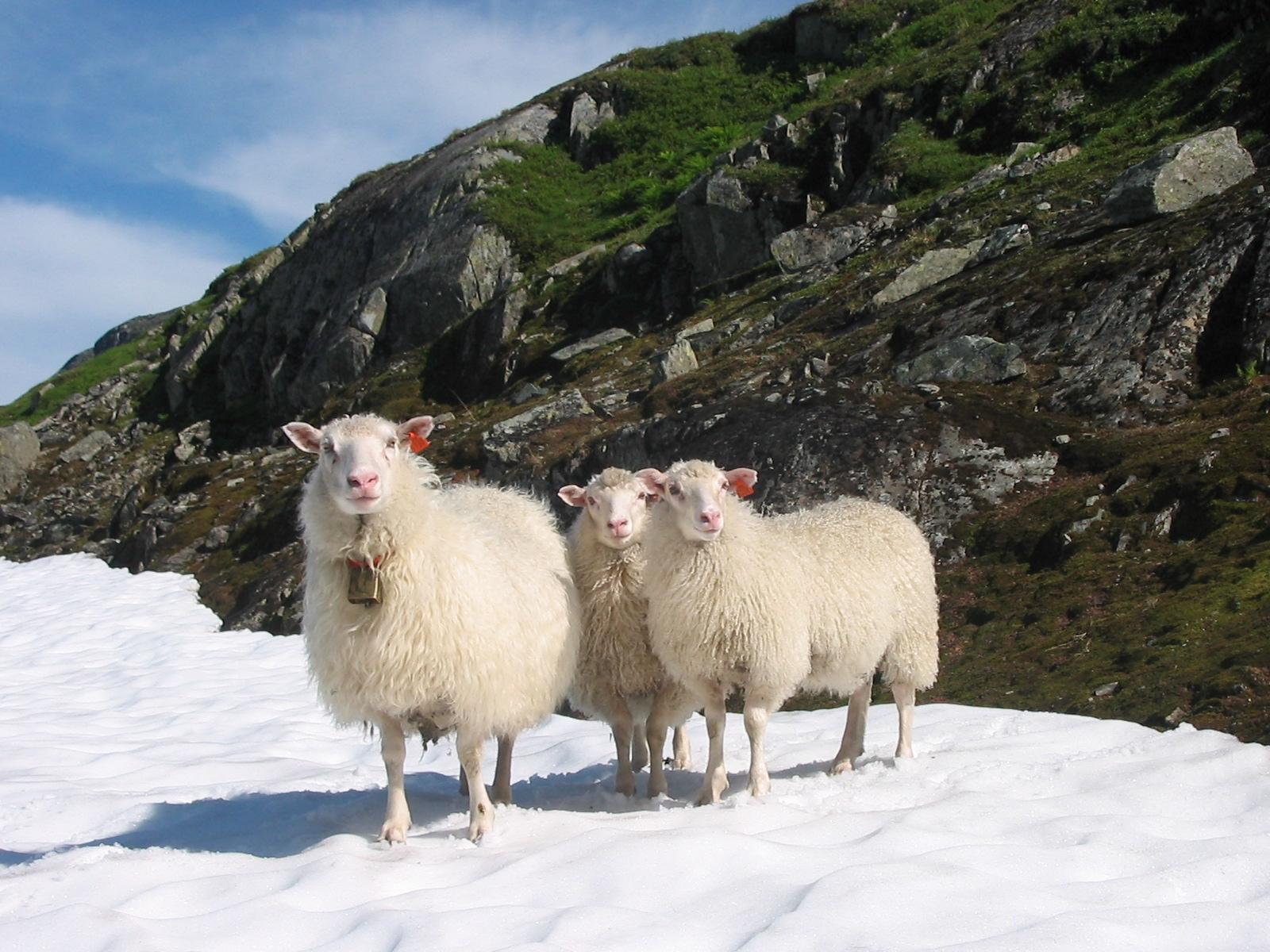 Three spælsau sheep standing on snow in Setesdal, Southern Norway