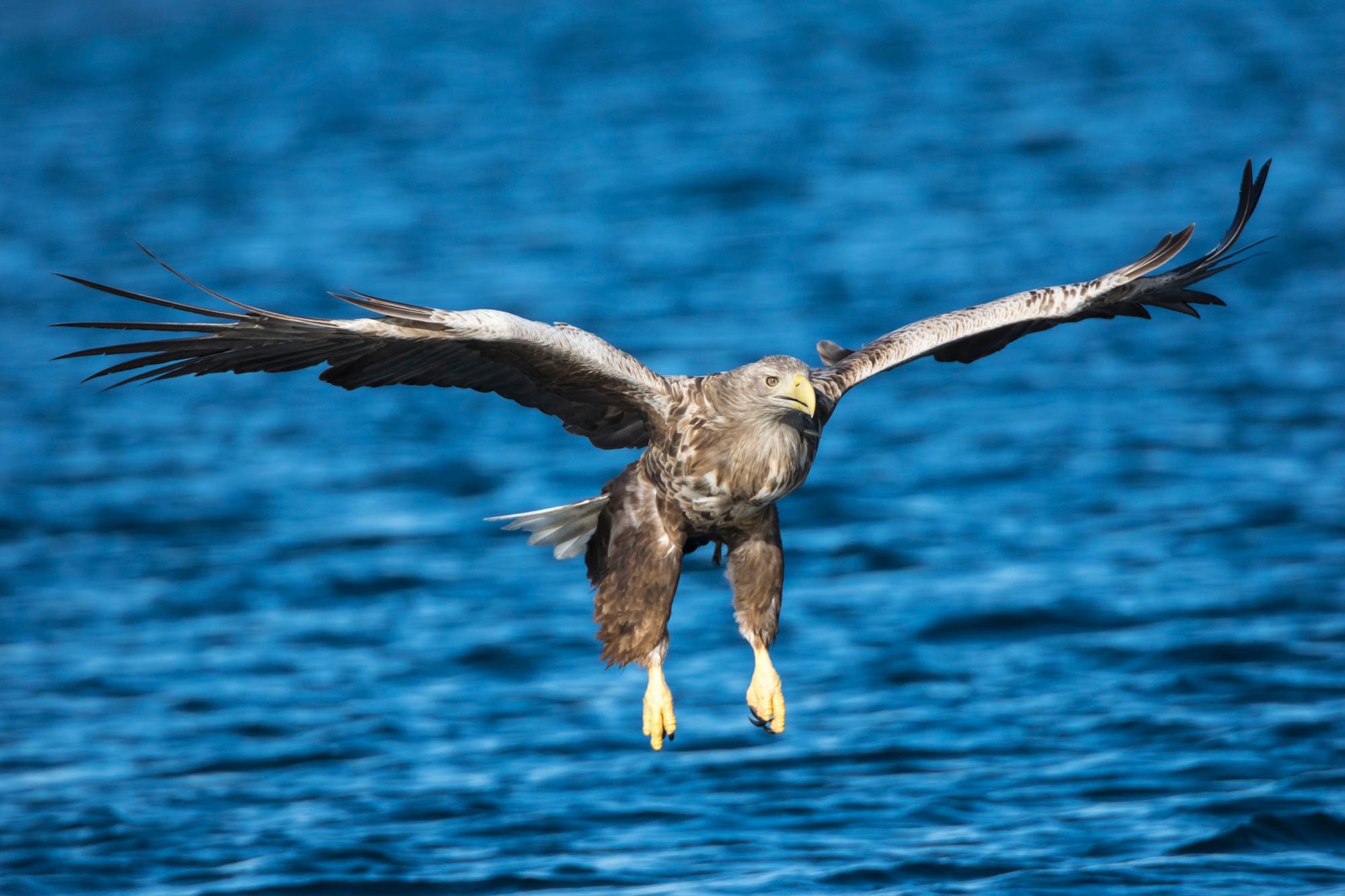 En ørn flyr over havet utenfor Flatanger i Namdalen, Trøndelag