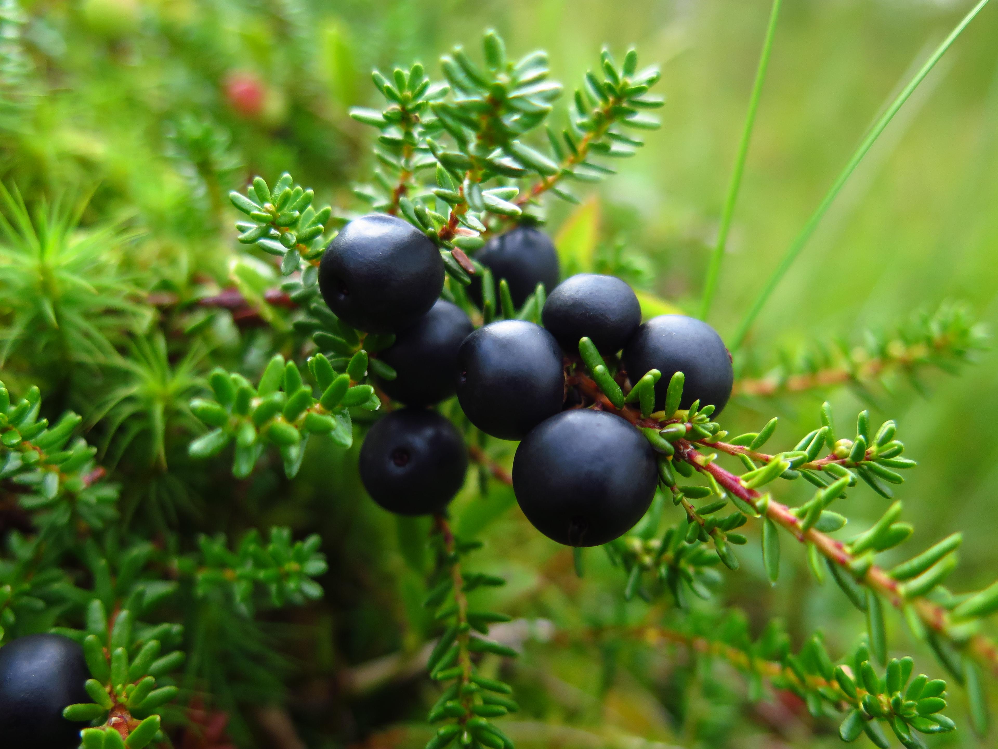 Krekling i skogen i Norge