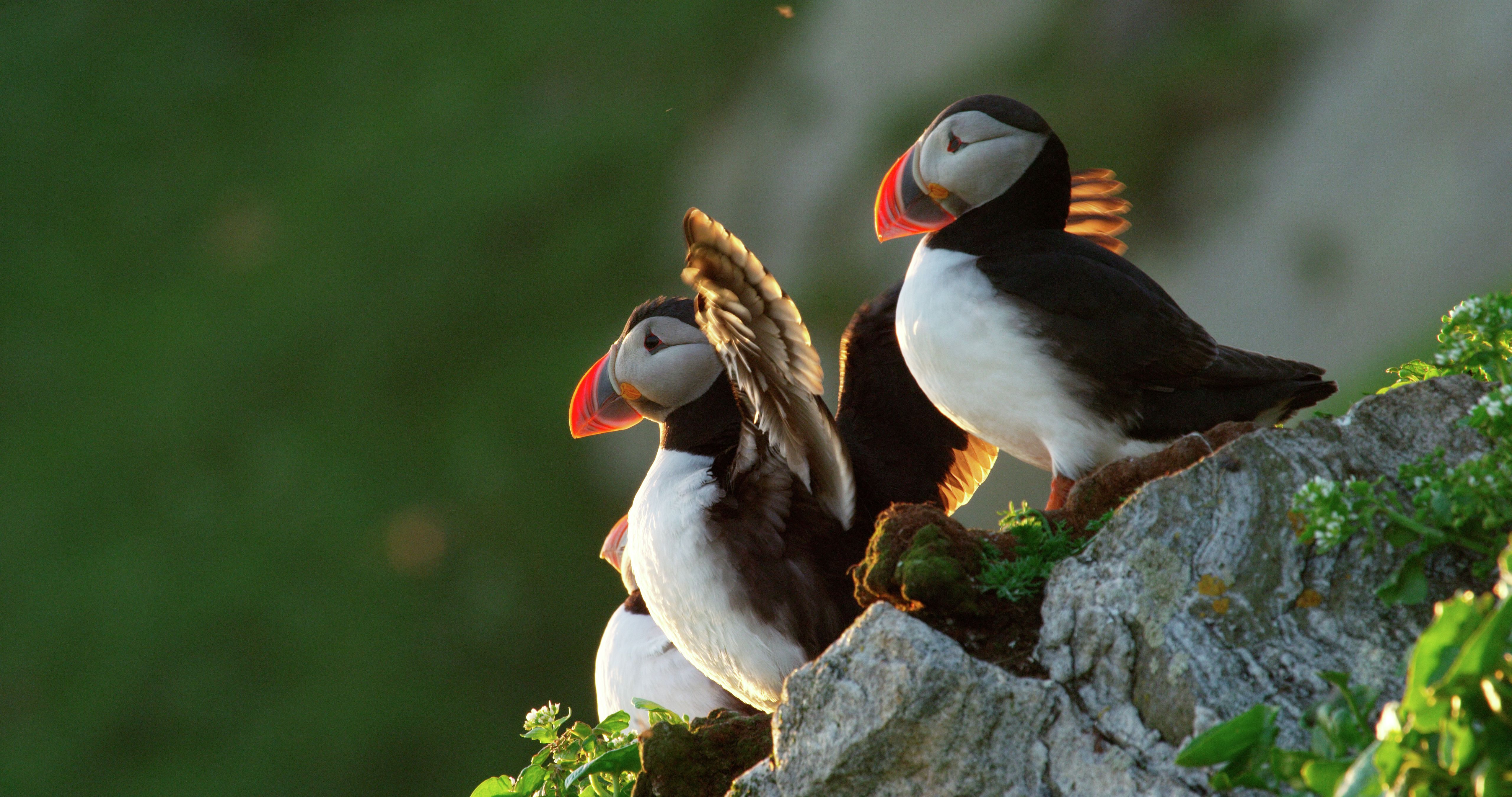 Puffins at Gjesværstappan Nesting Cliffs, Nordkapp in Northern Norway