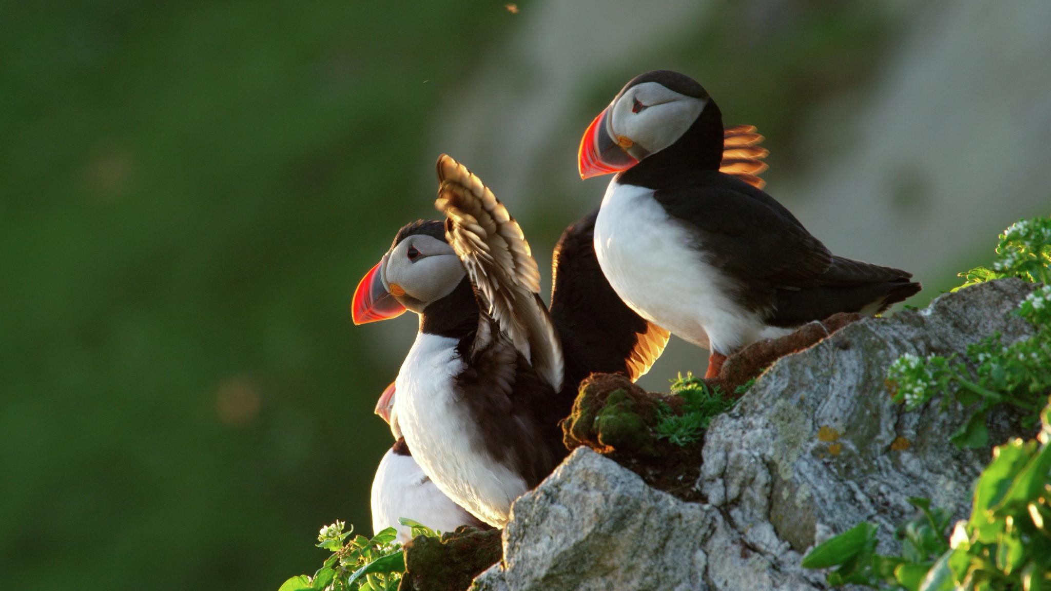 Puffins at Gjesværstappan Nesting Cliffs, Nordkapp in Northern Norway