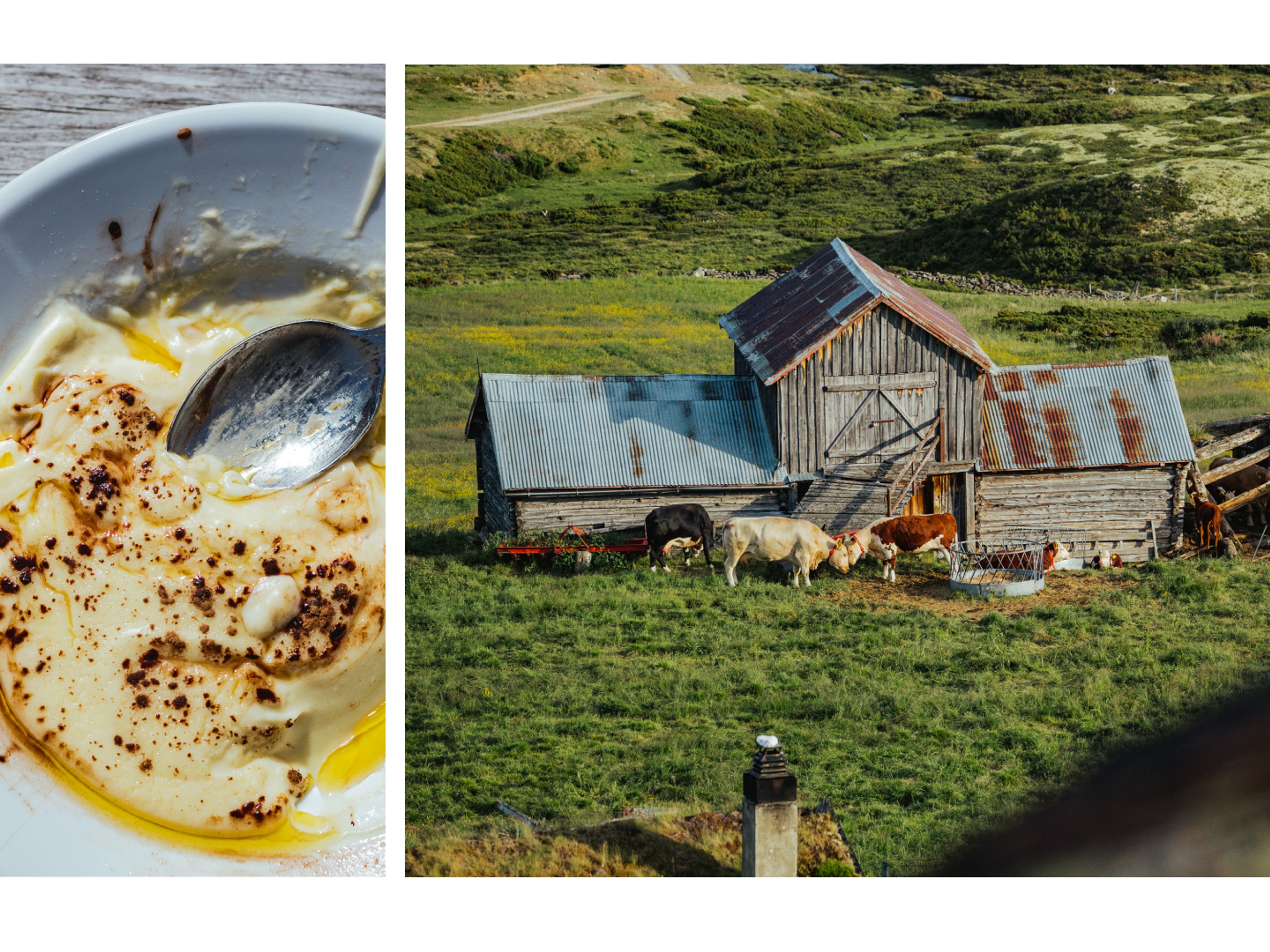 Farm life and sour cream porridge at Dovrefjell