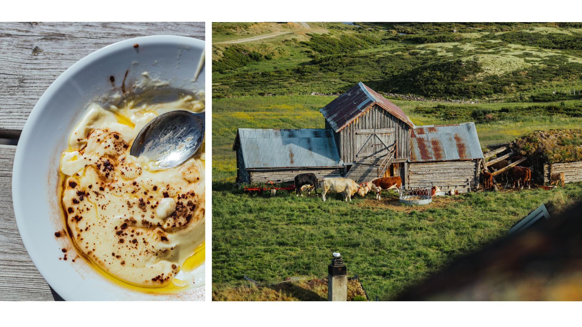 Farm life and sour cream porridge at Dovrefjell