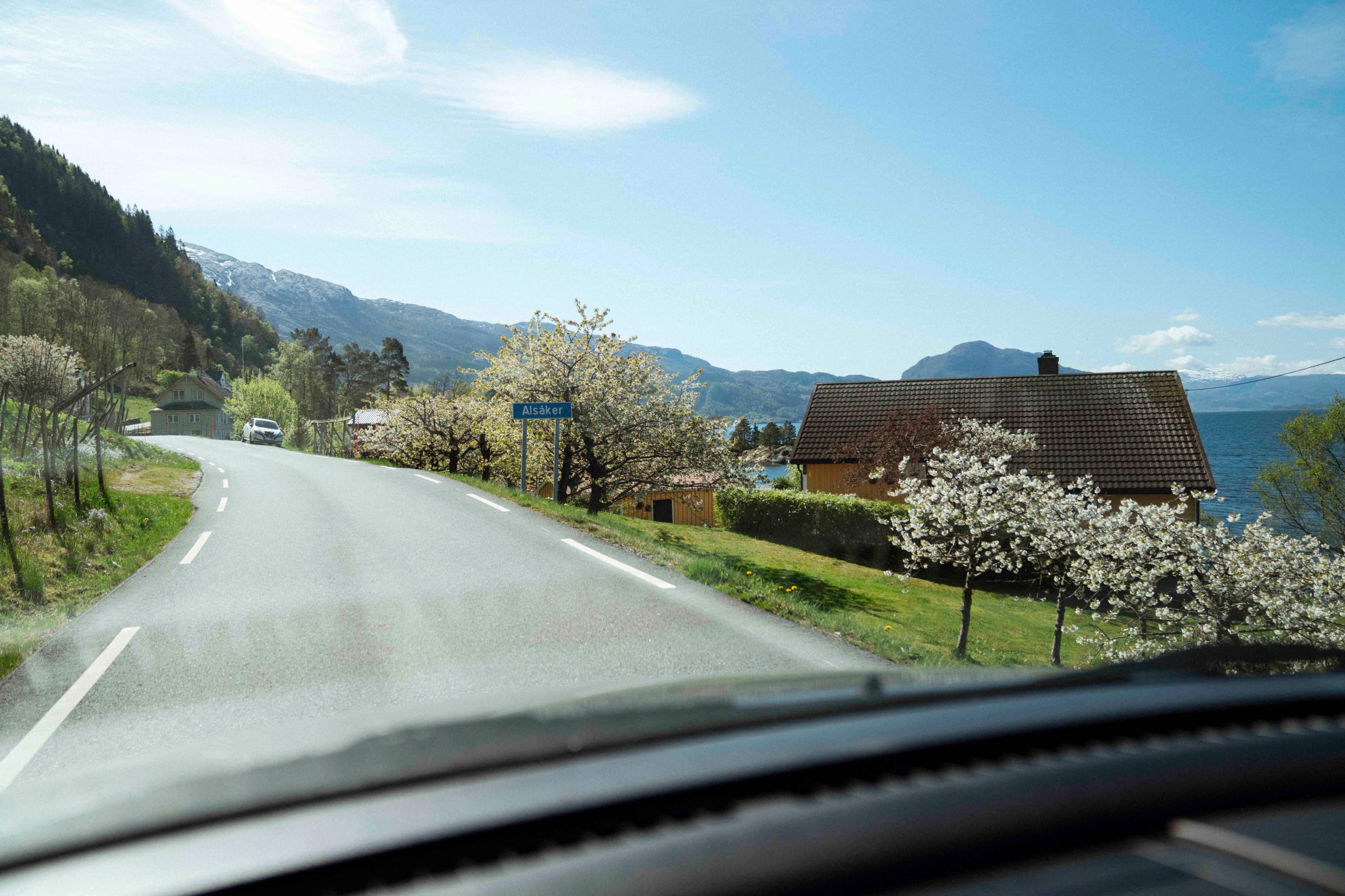 Apple trees in bloom and mountains along the road in Hardanger