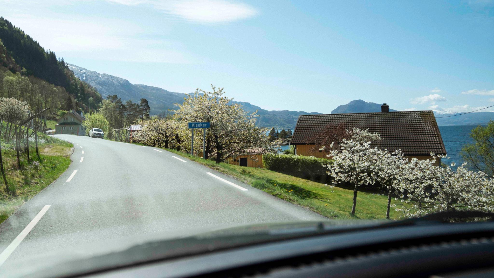 Apple trees in bloom and mountains along the road in Hardanger