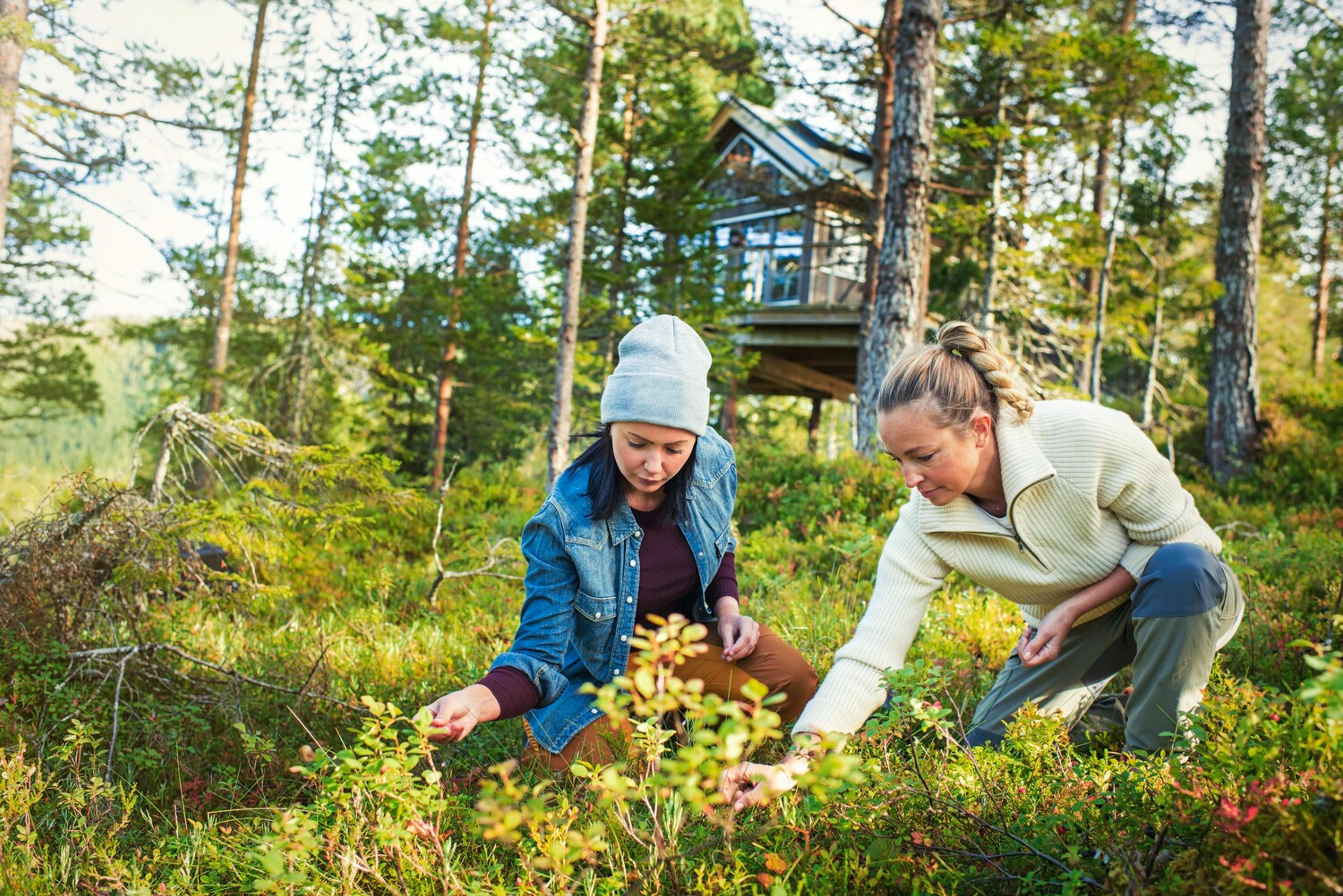 Two women picking berries in the forest